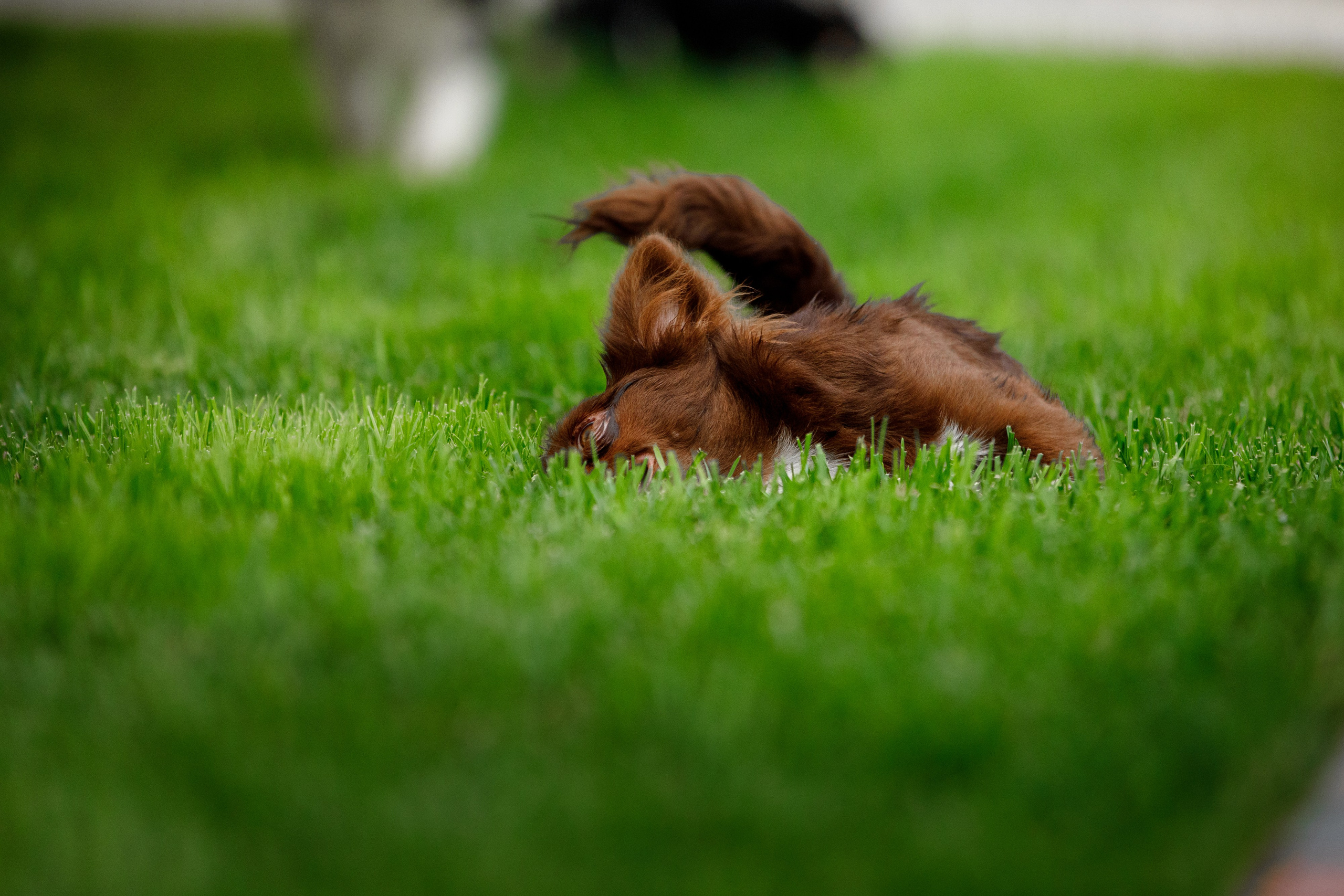 Болтовня в саду. О нас