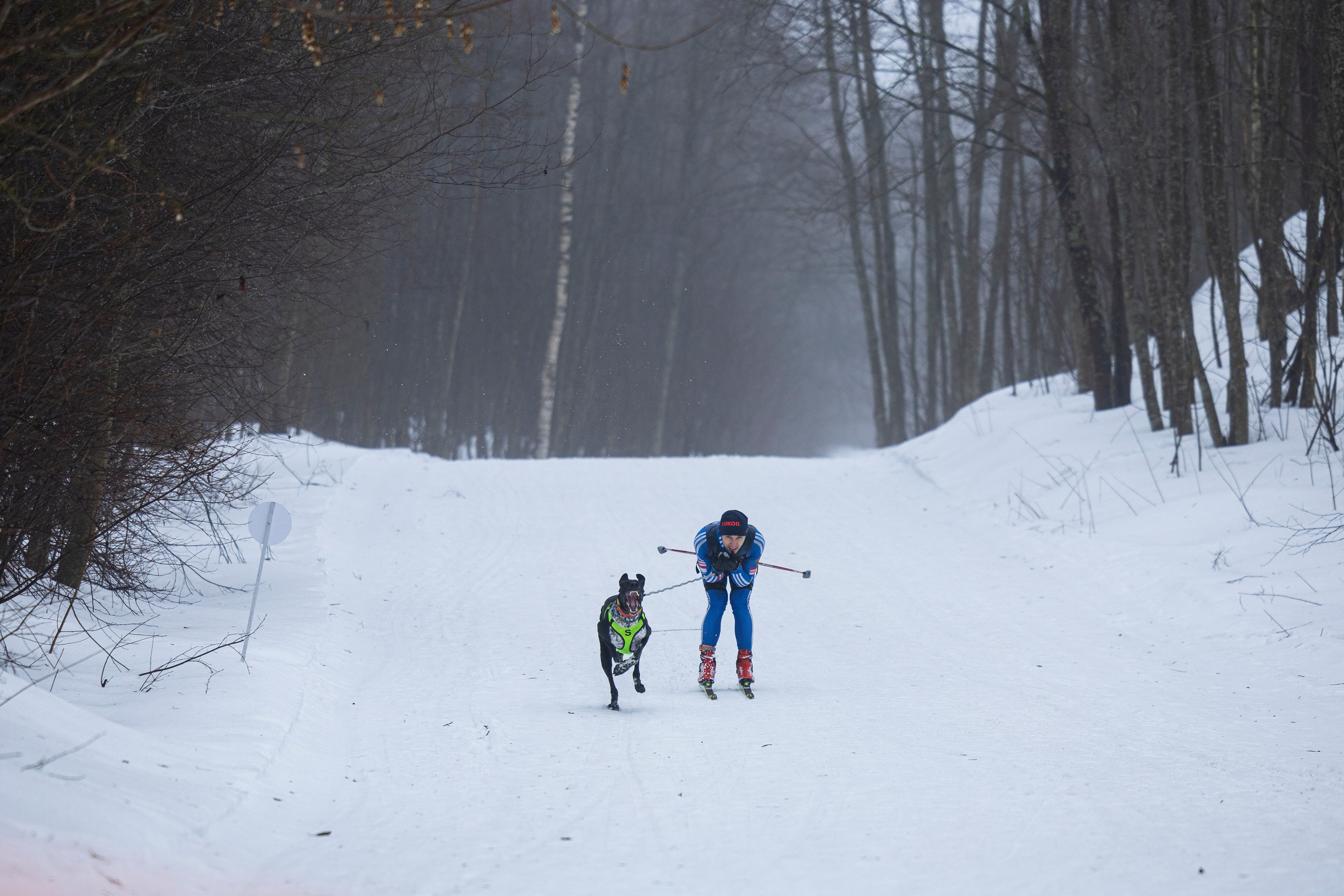 Зимний Чемпионат Санкт-Петербурга по ездовому спорту. Фотограф-анималист Анна Маринич