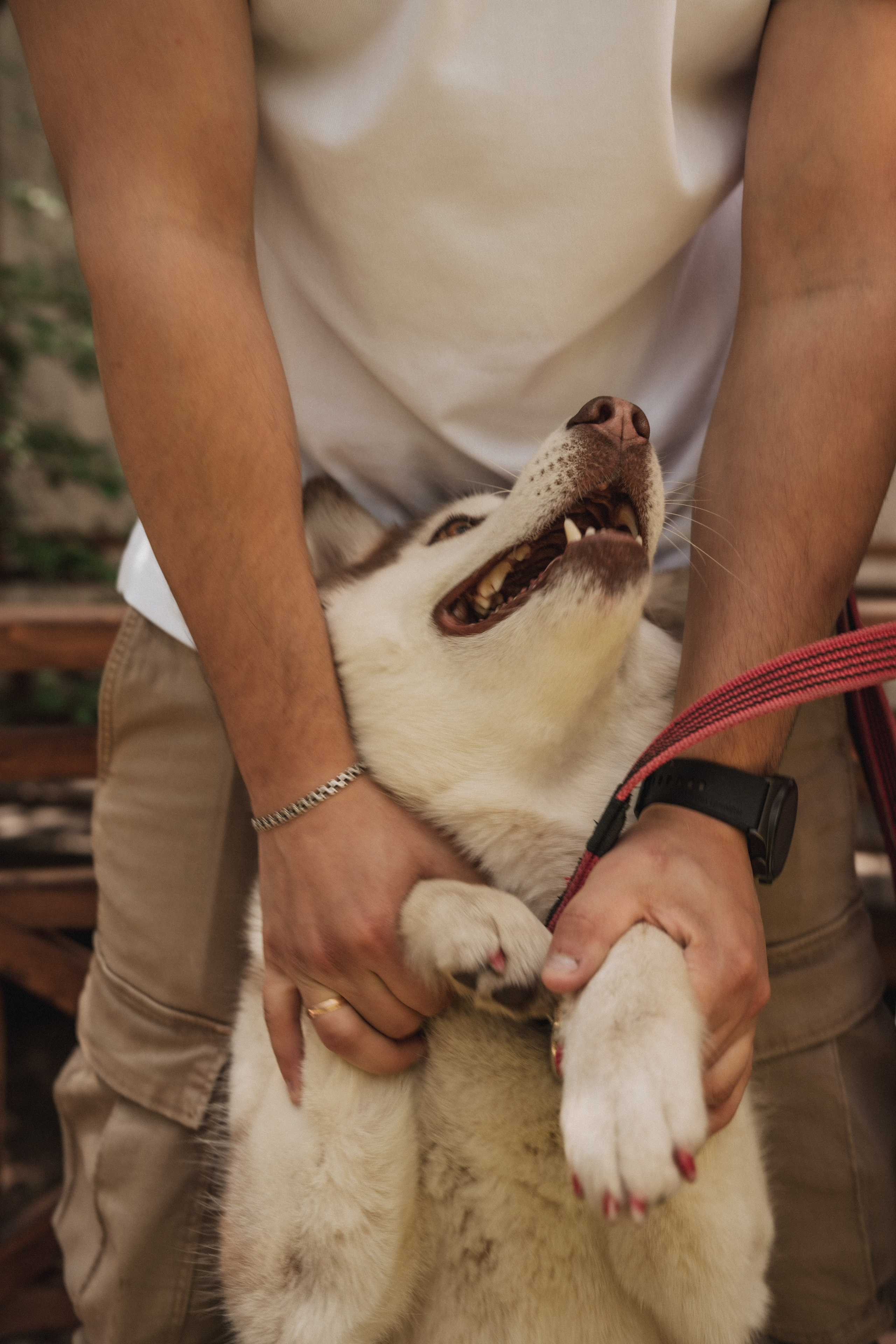 Дарья ♡ Максим ✧ Чоки — История любви, когда в семье есть хаски. Свадебный и портретный фотограф в Москве, Светлана Янковая