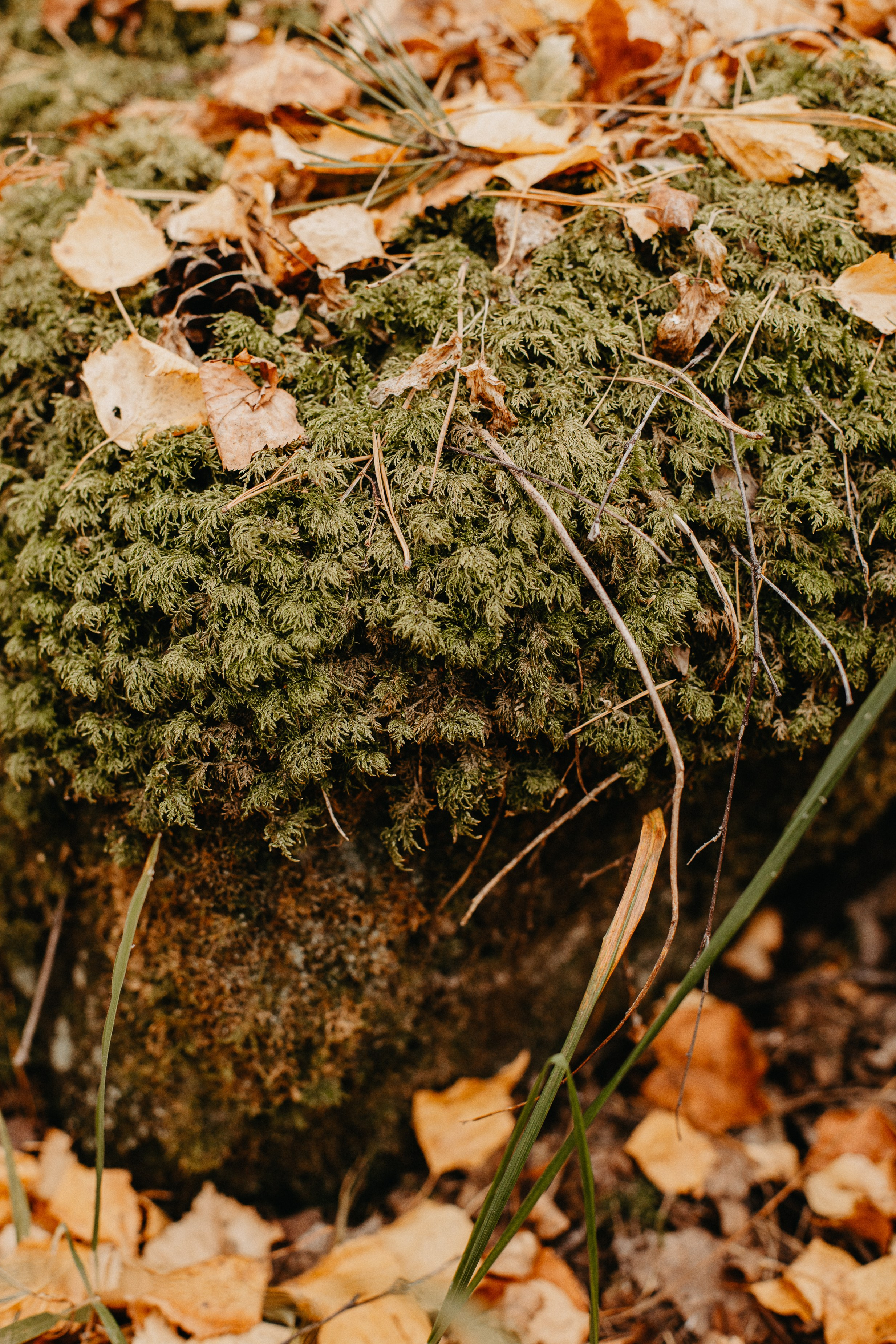 Семь Братьев. Семейный фотограф Трусова Евгения в Екатеринбурге
