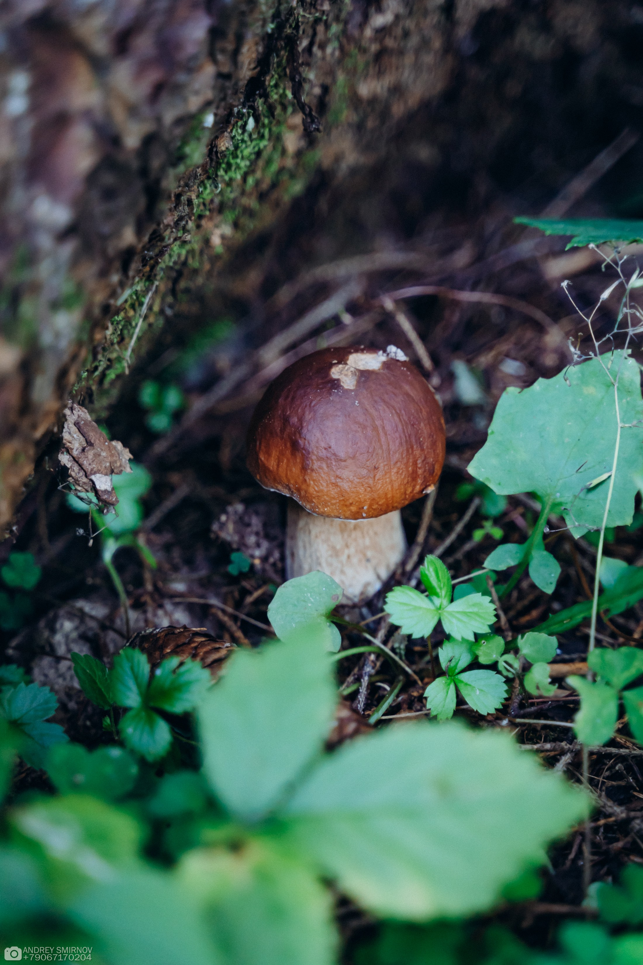 Свадьба. FOTOZ Studio / Фотовидеомейкер Андрей Смирнов