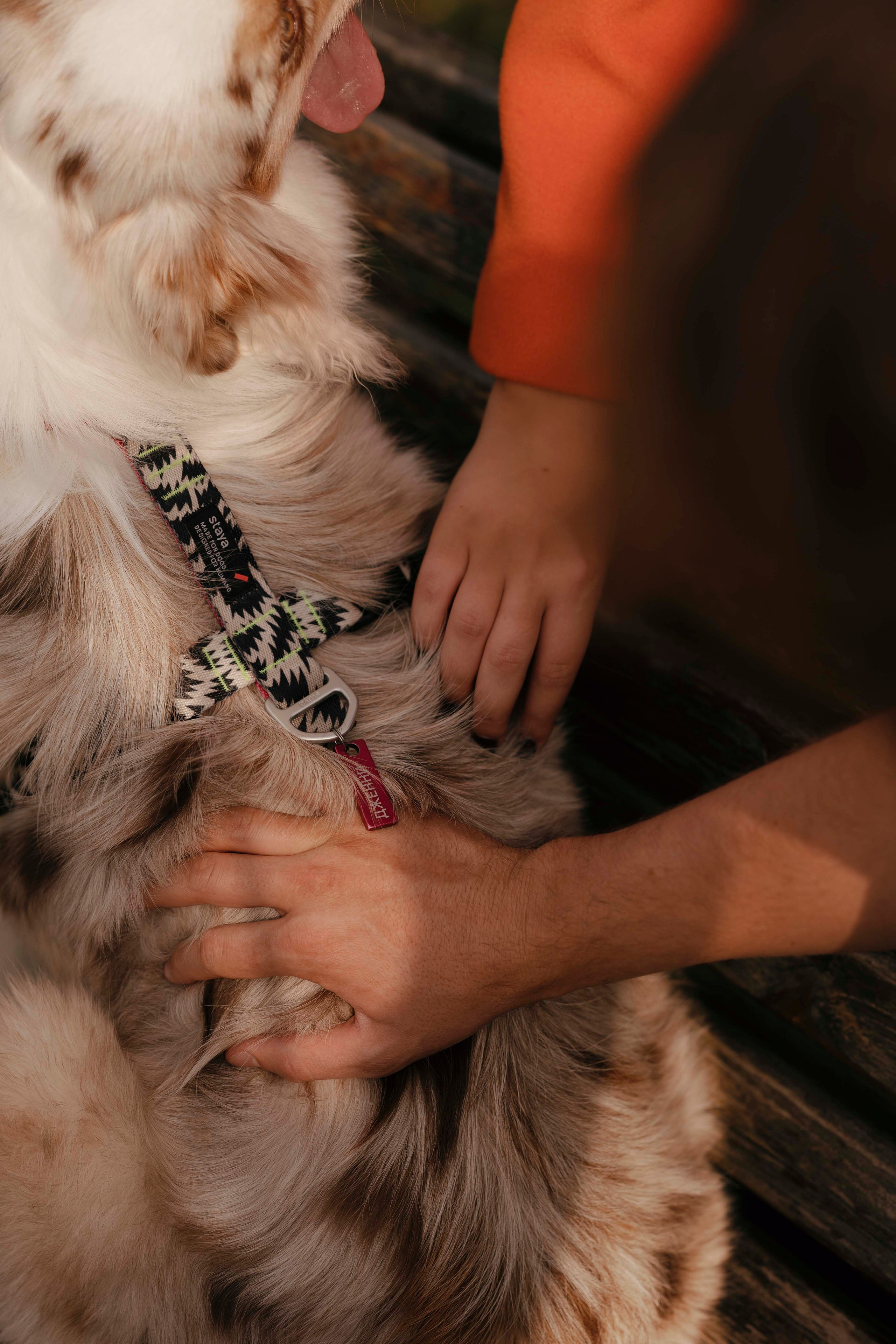 Дженни. Фотограф- анималист Александра Матвеева