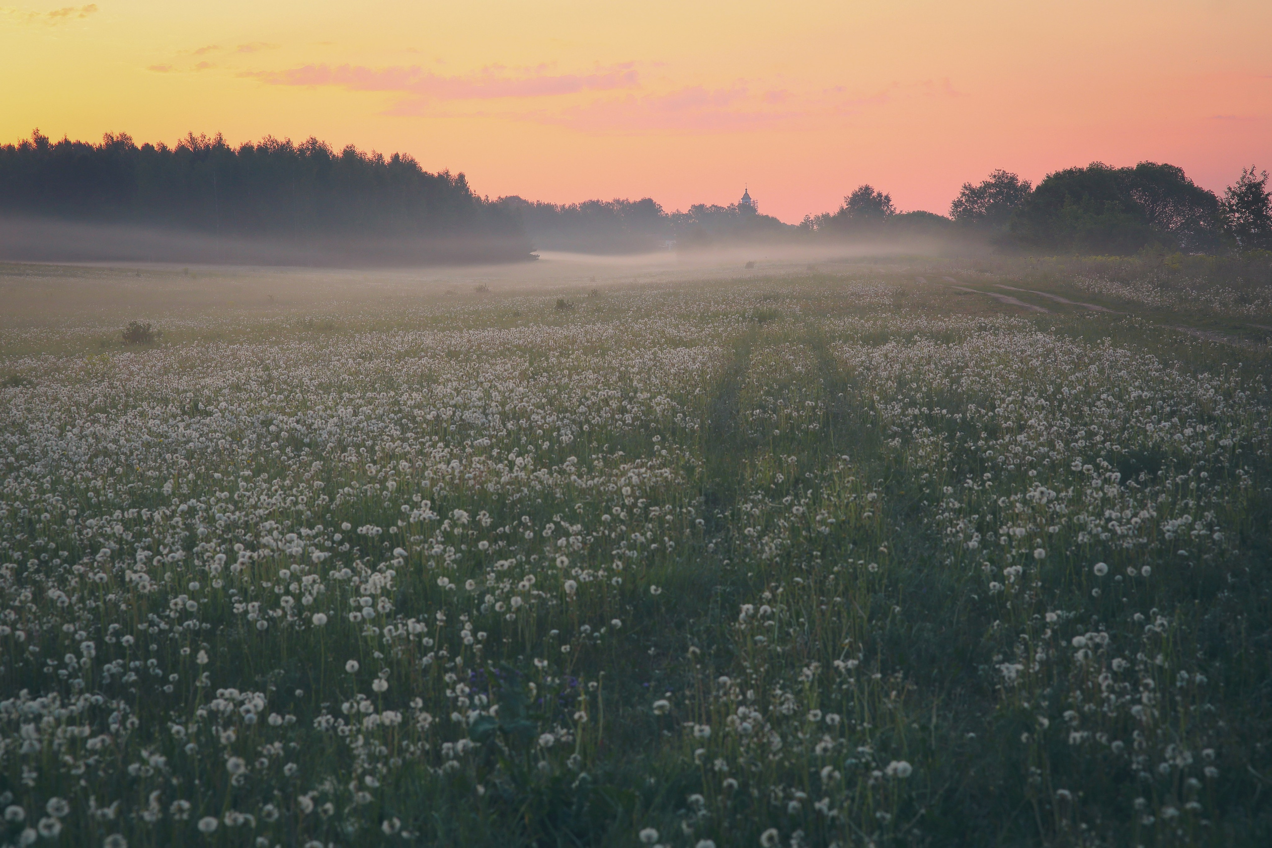 Одуванчики, утро, туман, вдохновение. Свадебный и репортажный фотограф в Ярославле и Санкт-Петербурге Роман Микрюков
