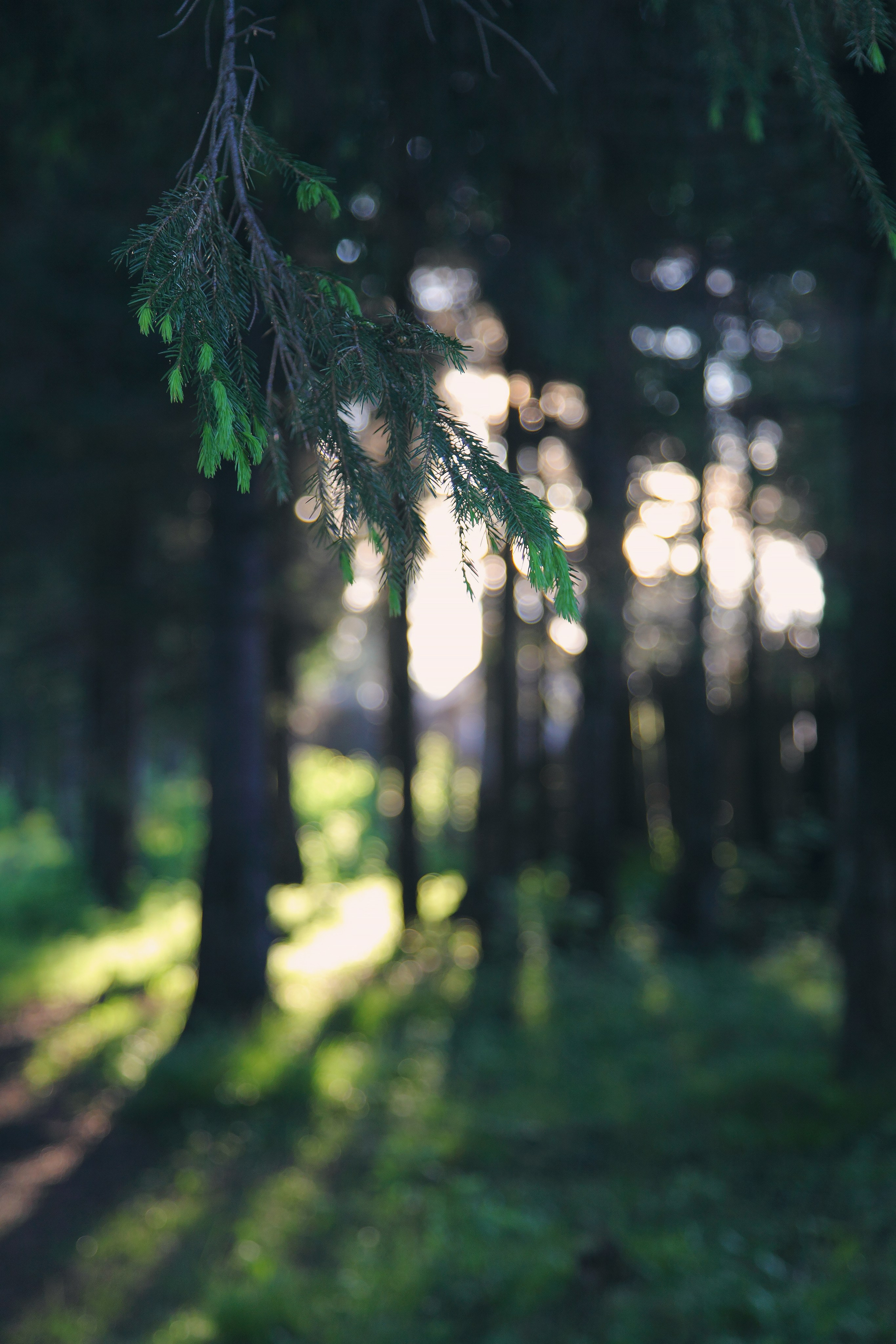 Средняя полоса. Свадебный и репортажный фотограф в Ярославле и Санкт-Петербурге Роман Микрюков