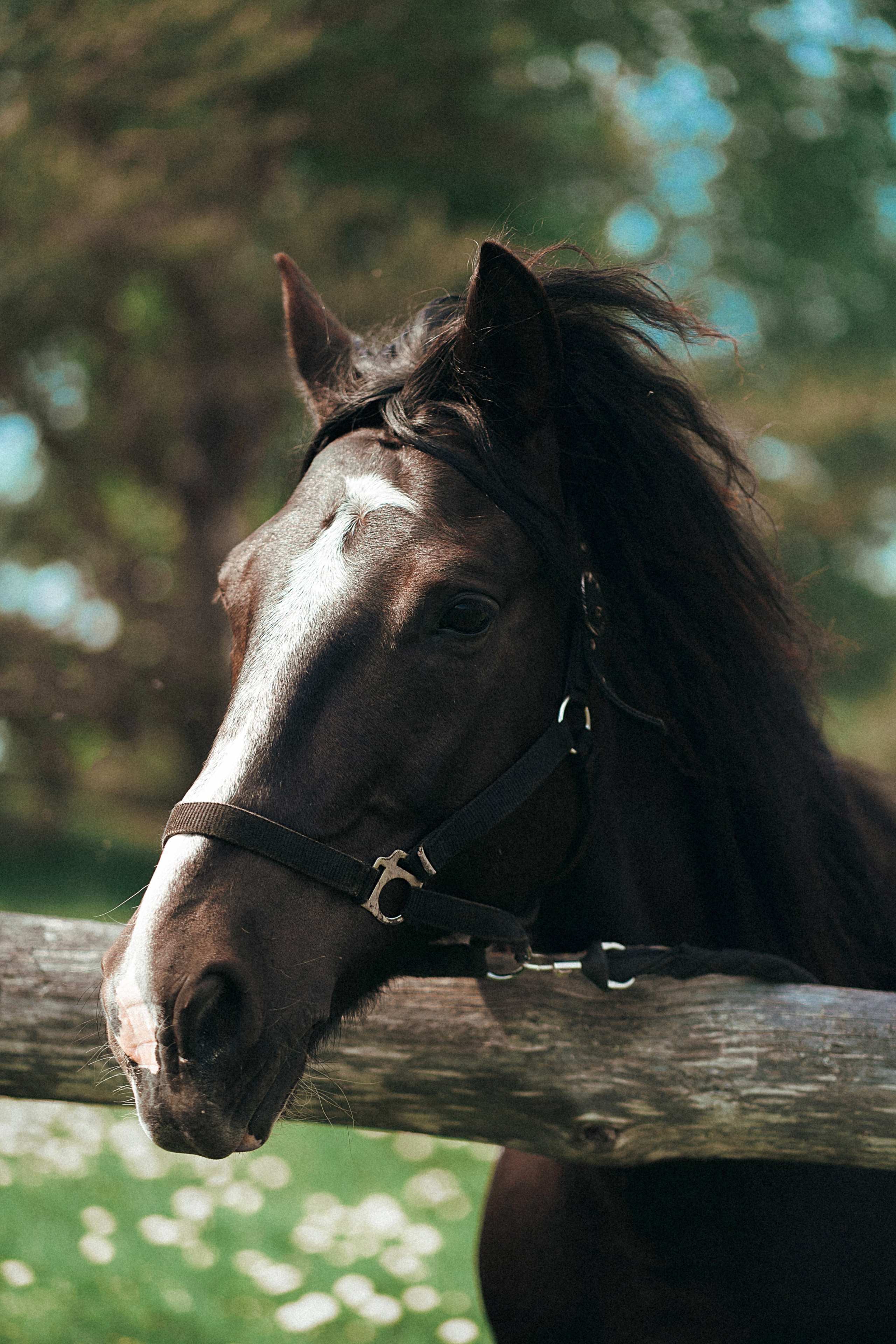 Конные. Главная