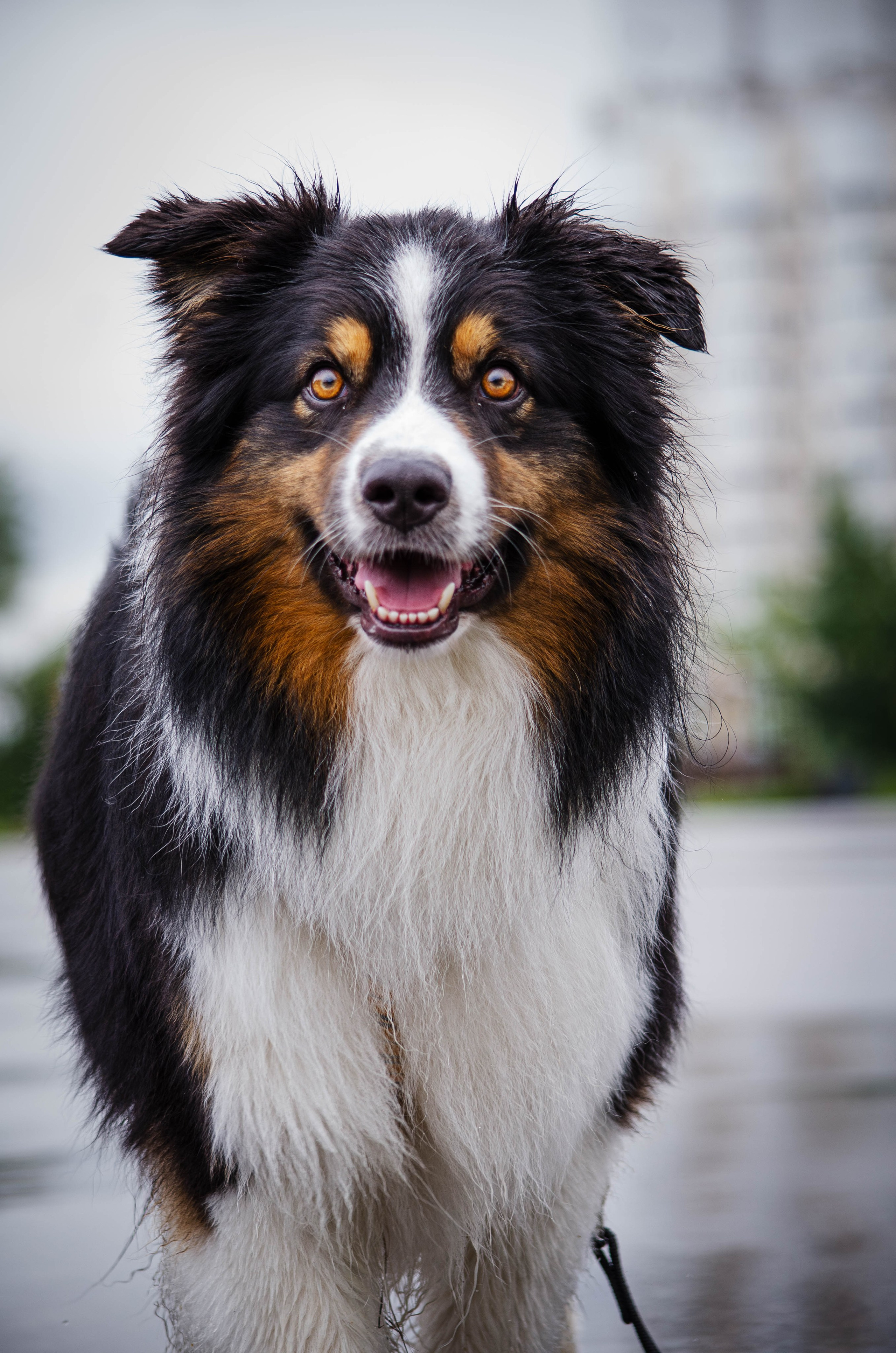 Арья и Оззи. Фотограф Светлана Блинова, Москва и Московская область