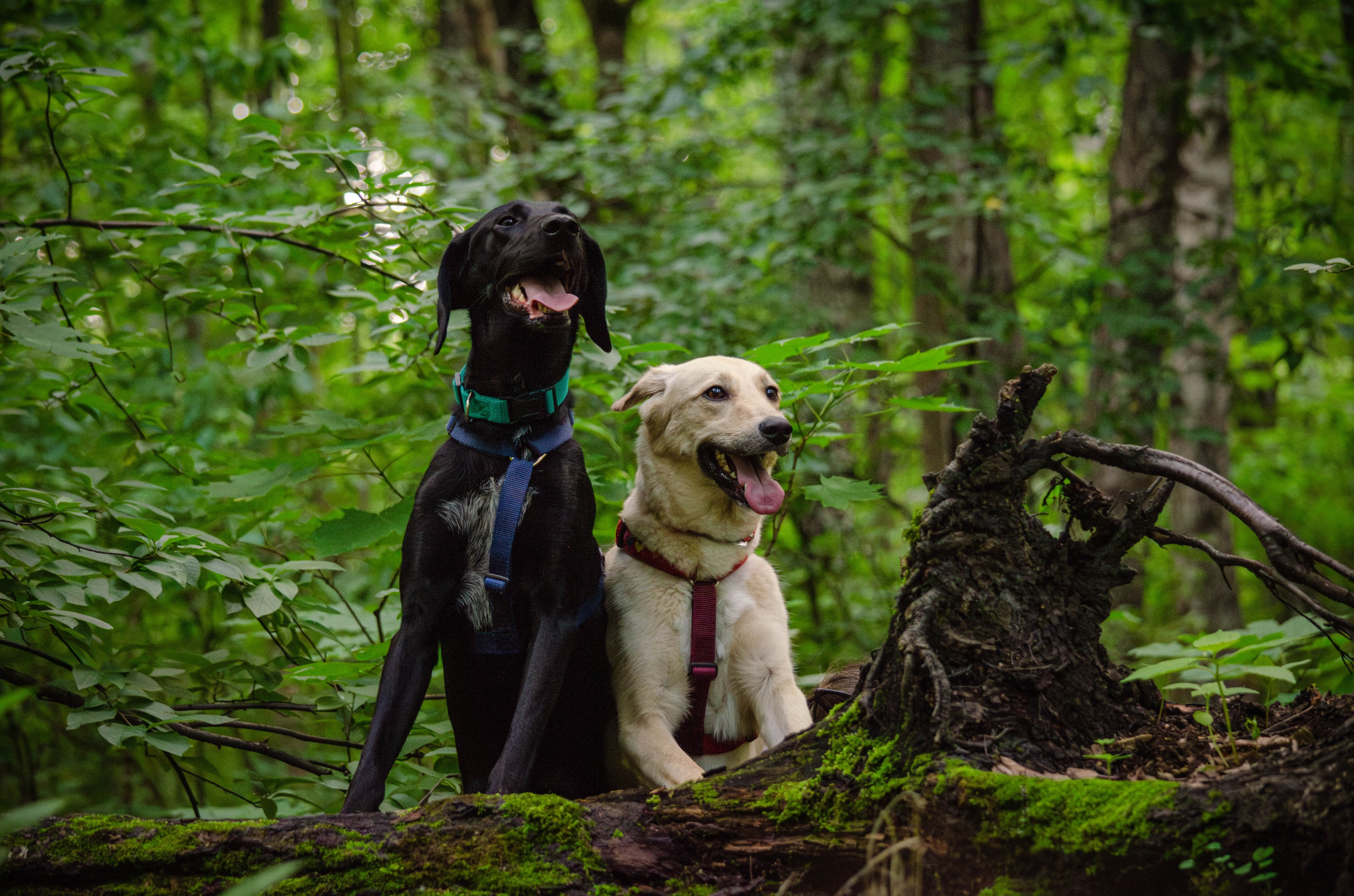 Мира и Барон. Фотограф Светлана Блинова, Москва и Московская область