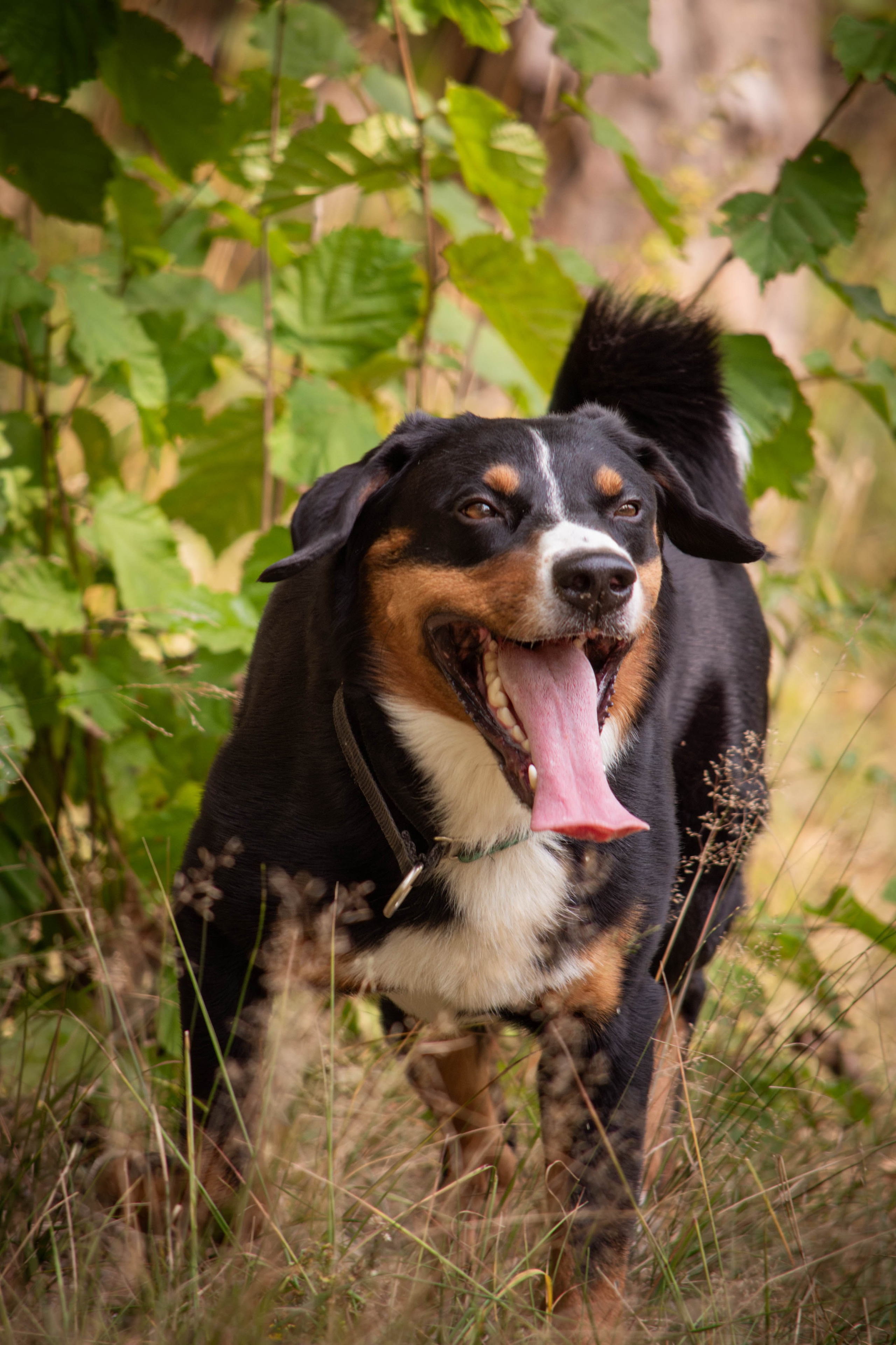 Микки и Юля. Фотограф Светлана Блинова, Москва и Московская область