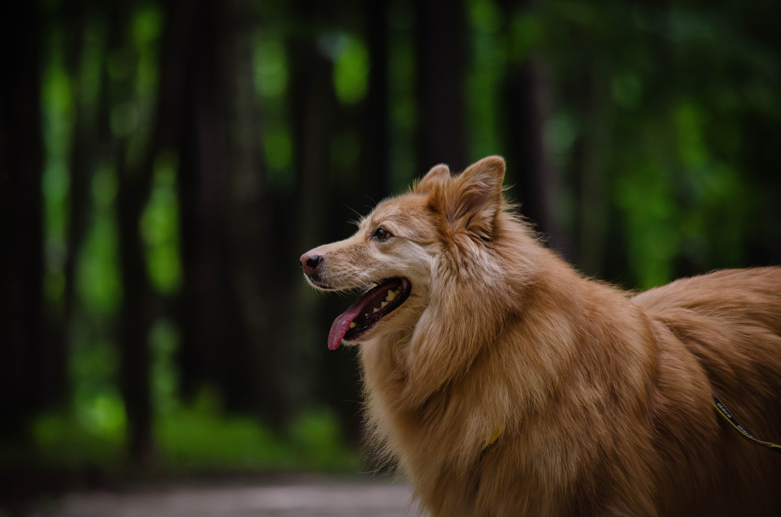 Мира и Чиж. Фотограф Светлана Блинова, Москва и Московская область