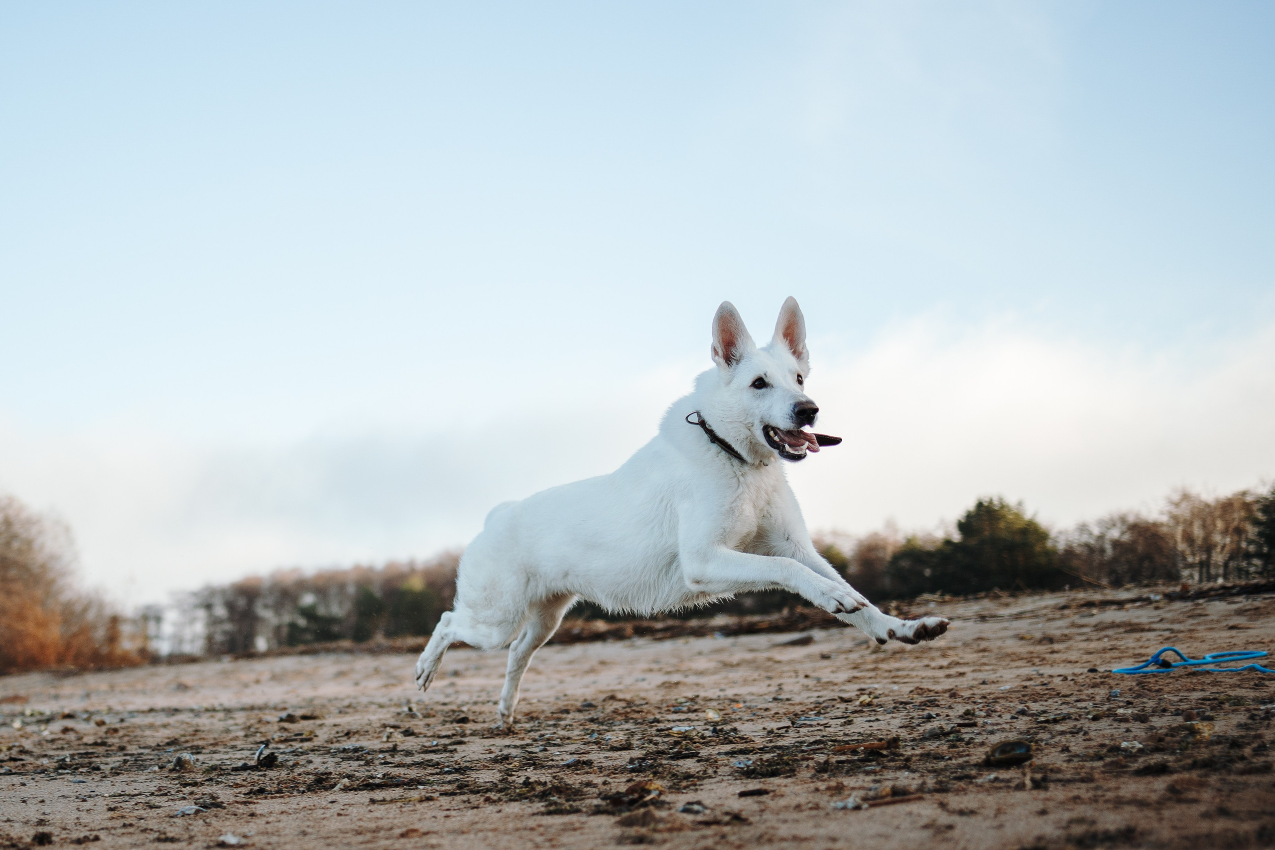 Настя и Эва. Фотограф — Анималист | Санкт-Петербург