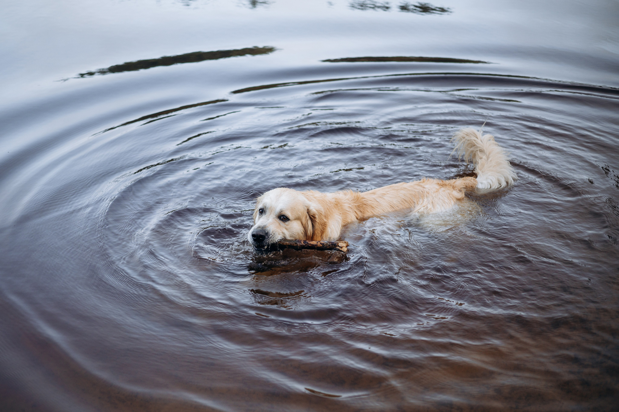 Лёва и его семья. Фотограф — Анималист | Санкт-Петербург