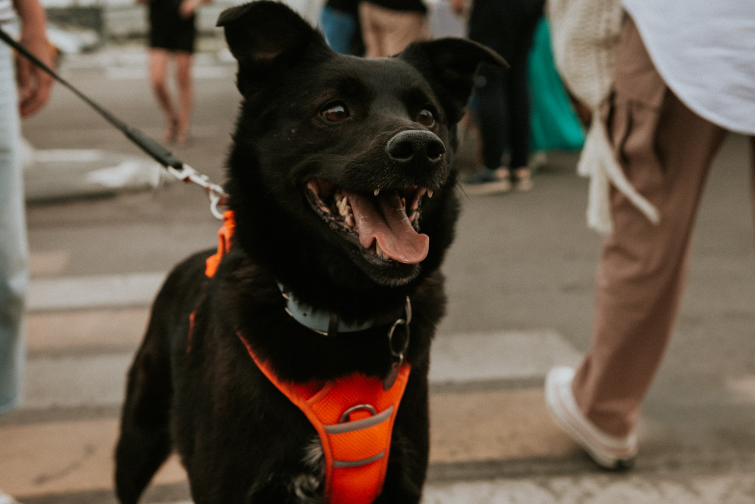 Собаки, которые любят 21.08.2022. Фотограф Николь Фолиянц