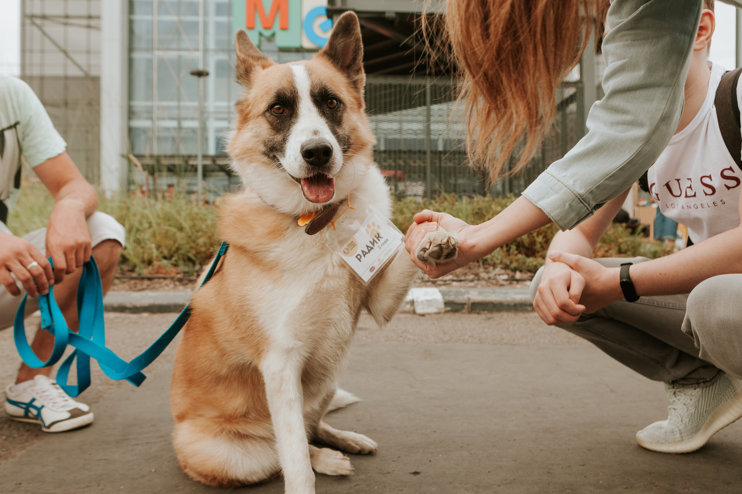Собаки, которые любят 21.08.2022. Фотограф Николь Фолиянц