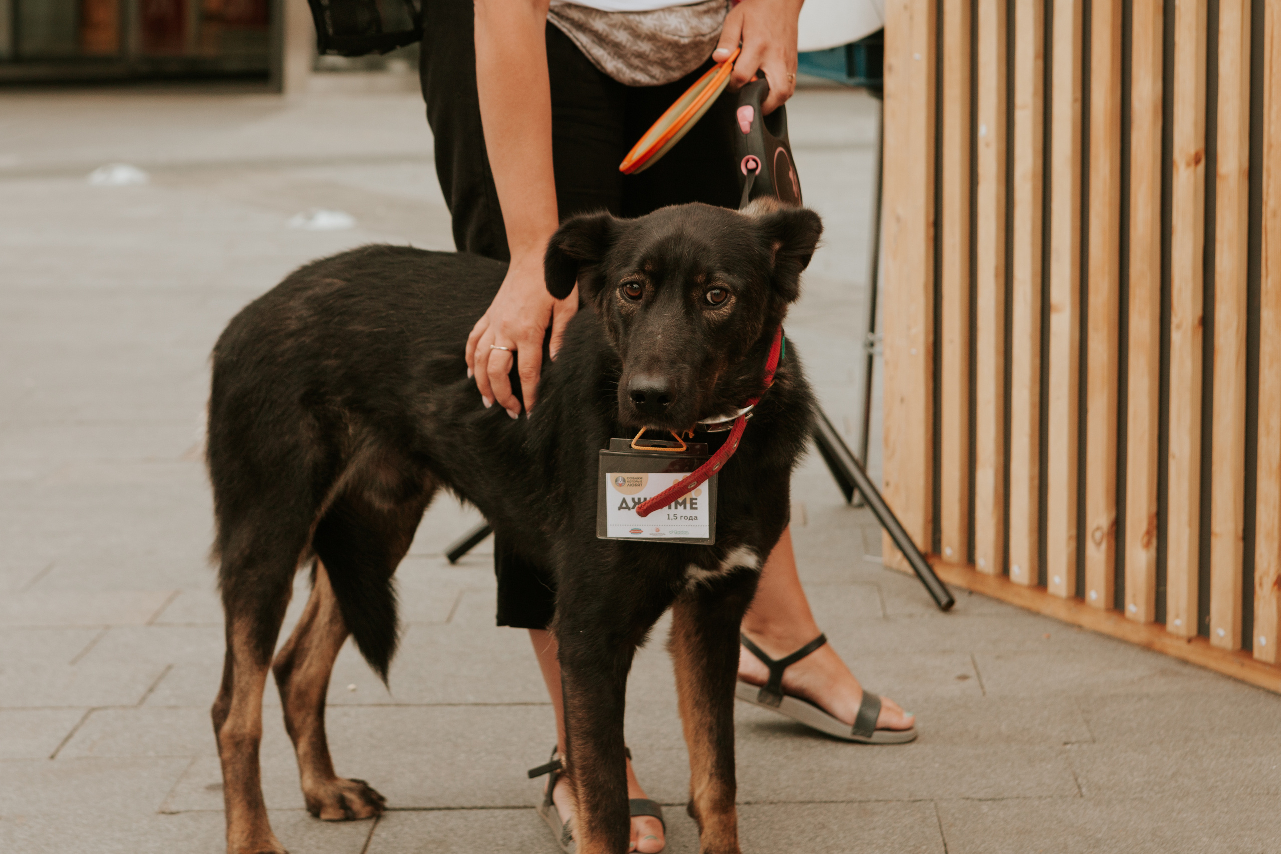 Собаки, которые любят 21.08.2022. Фотограф Николь Фолиянц