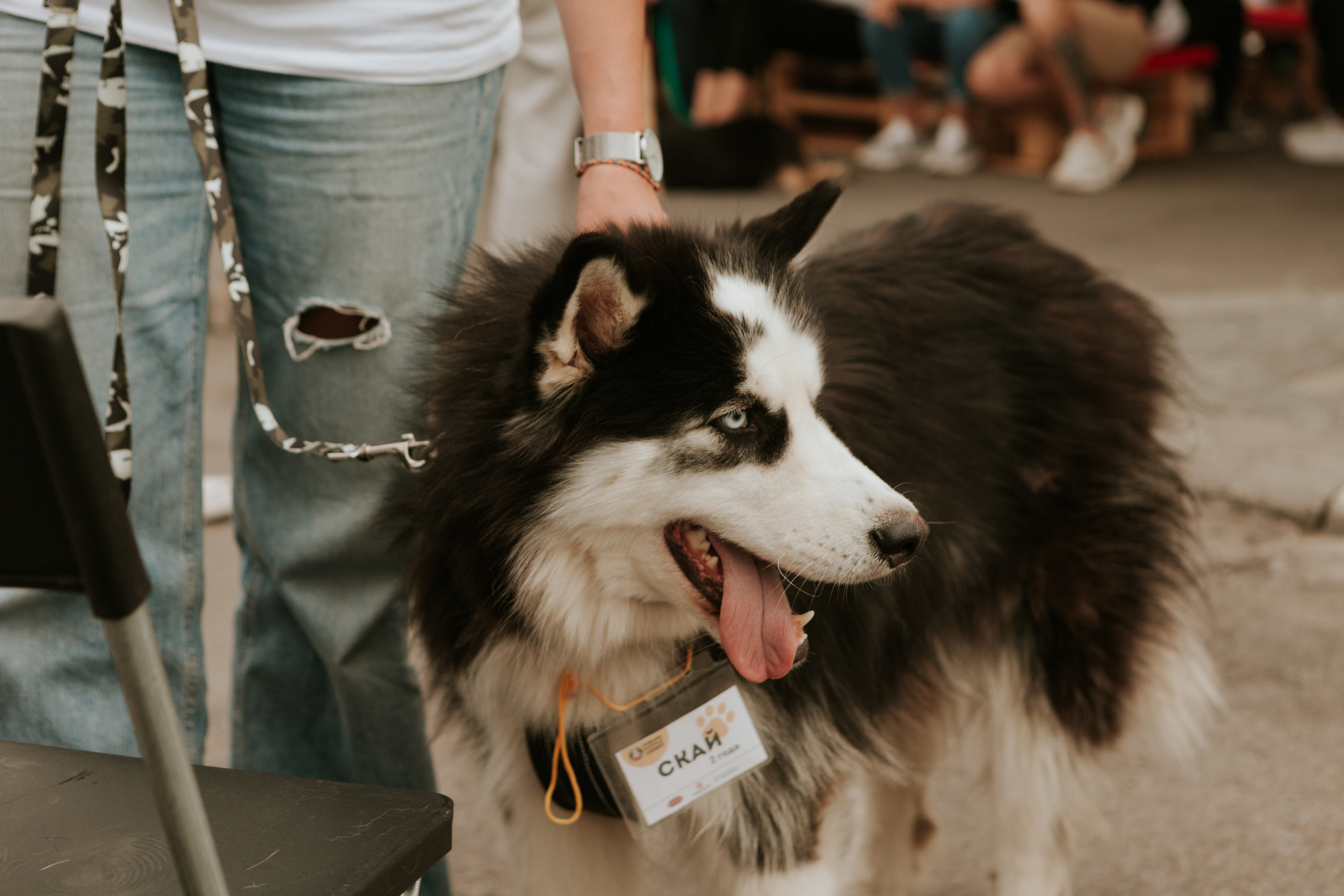 Собаки, которые любят 21.08.2022. Фотограф Николь Фолиянц