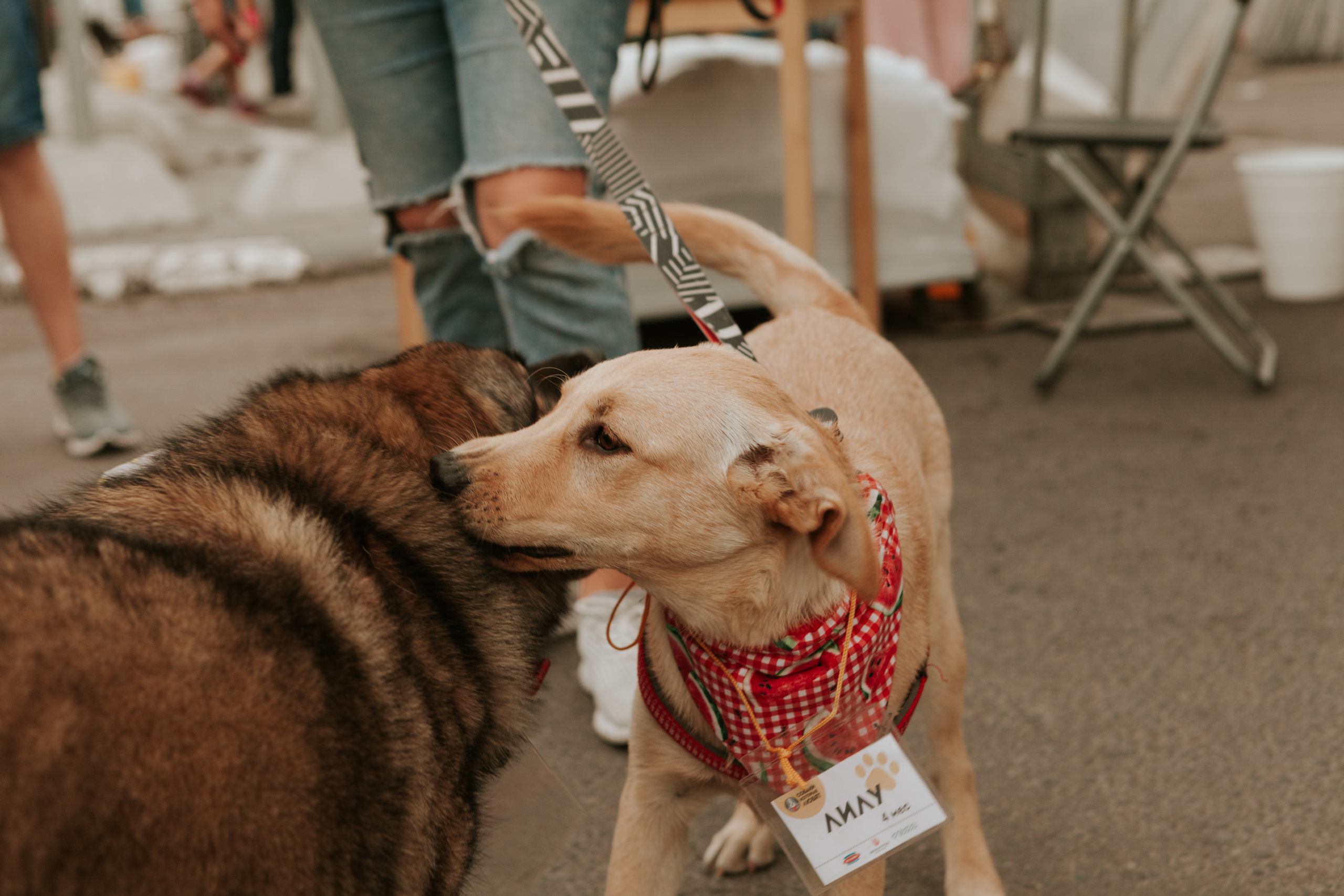 Собаки, которые любят 21.08.2022. Фотограф Николь Фолиянц