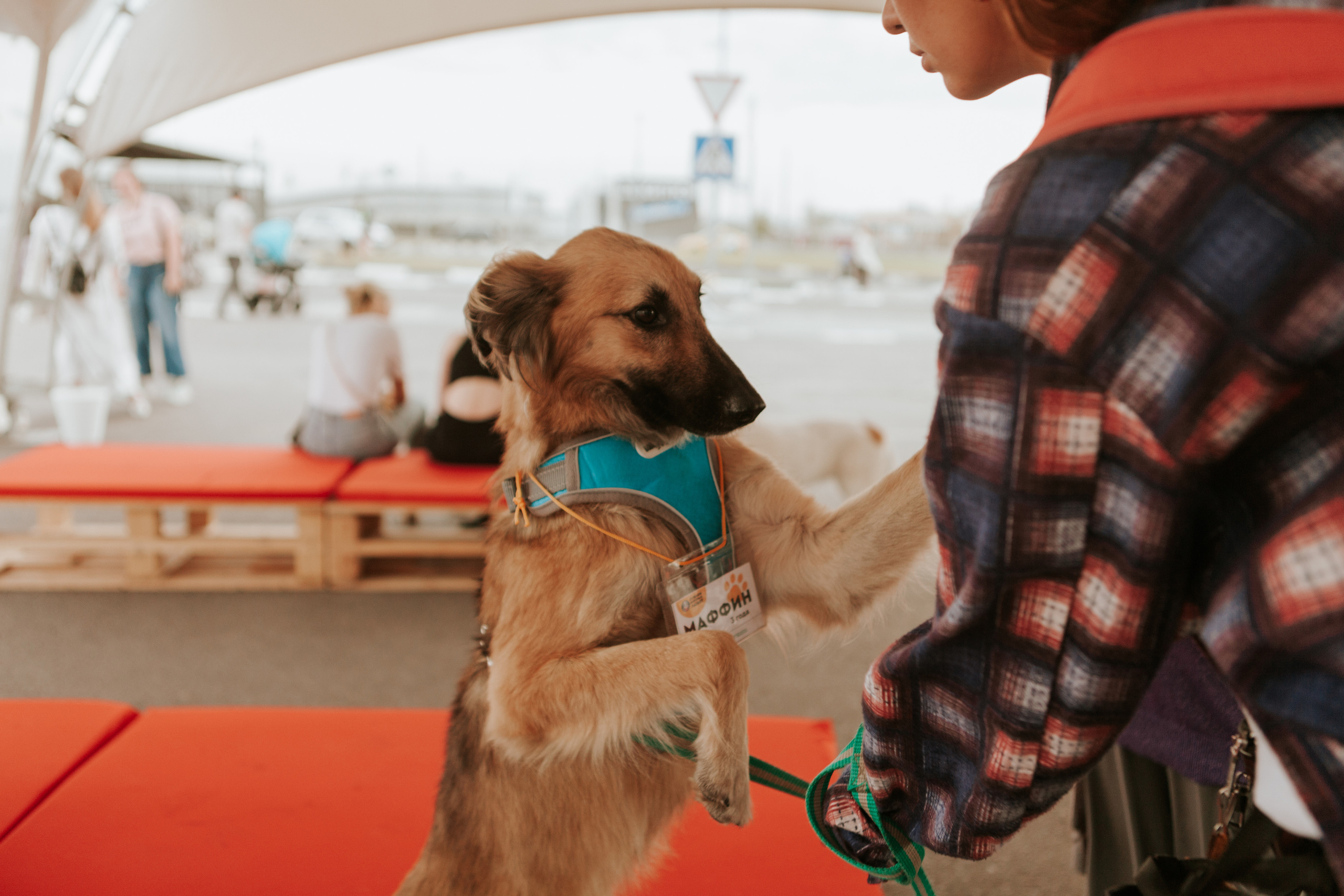 Собаки, которые любят 21.08.2022. Фотограф Николь Фолиянц