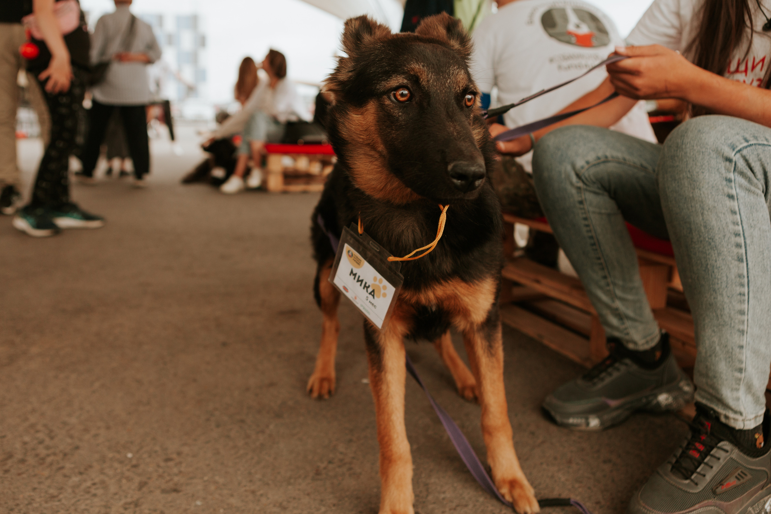 Собаки, которые любят 21.08.2022. Фотограф Николь Фолиянц