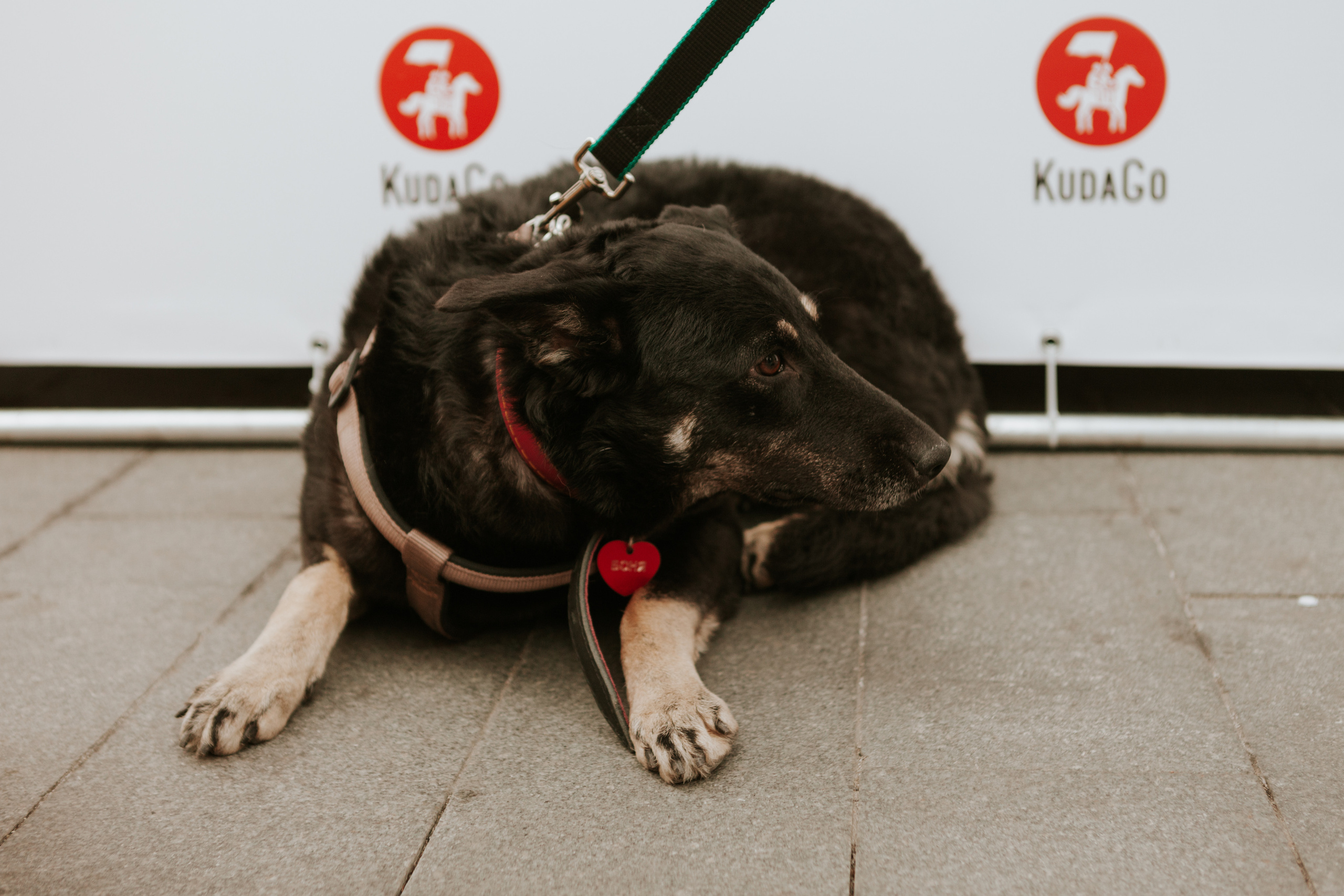 Собаки, которые любят 21.08.2022. Фотограф Николь Фолиянц