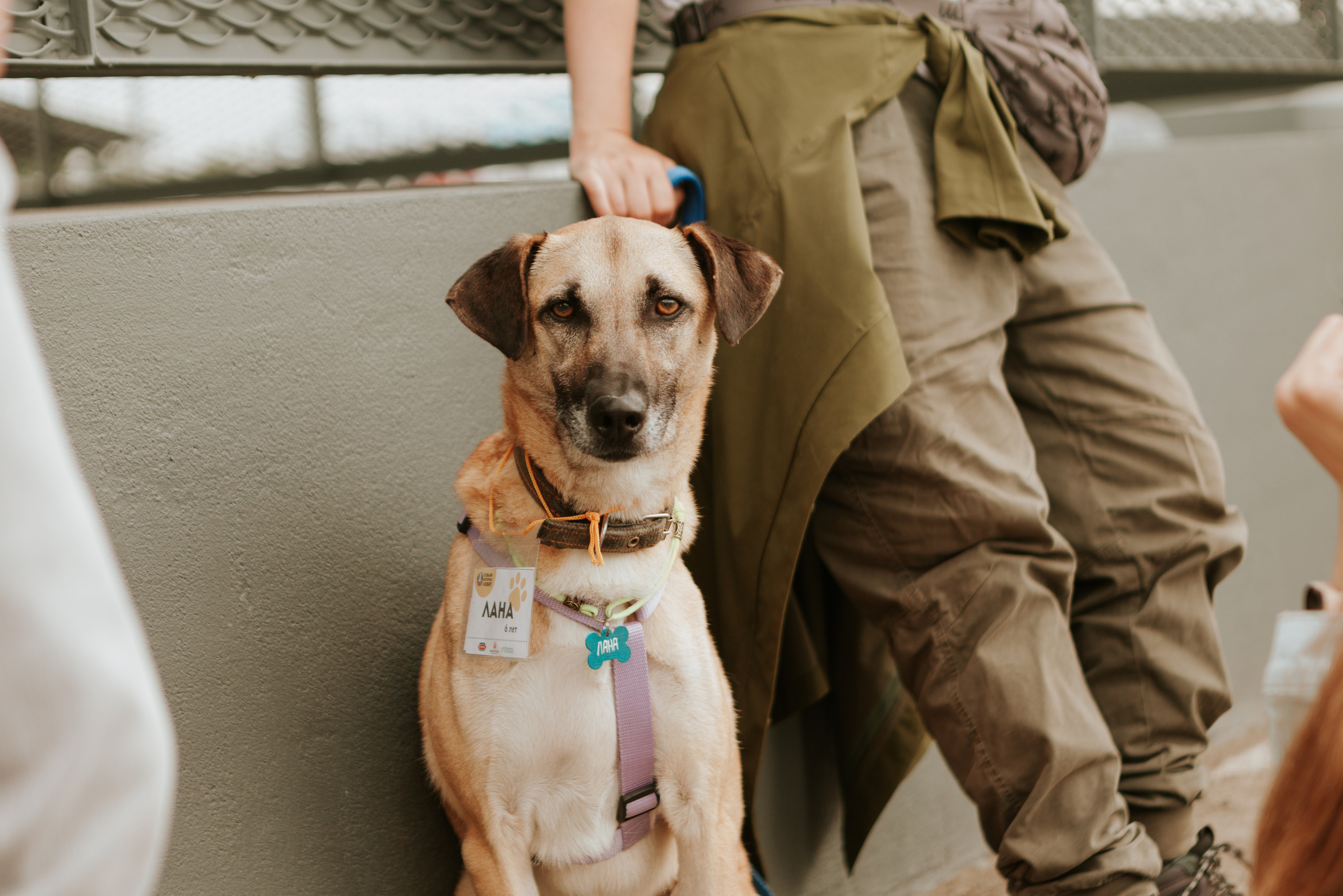 Собаки, которые любят 21.08.2022. Фотограф Николь Фолиянц