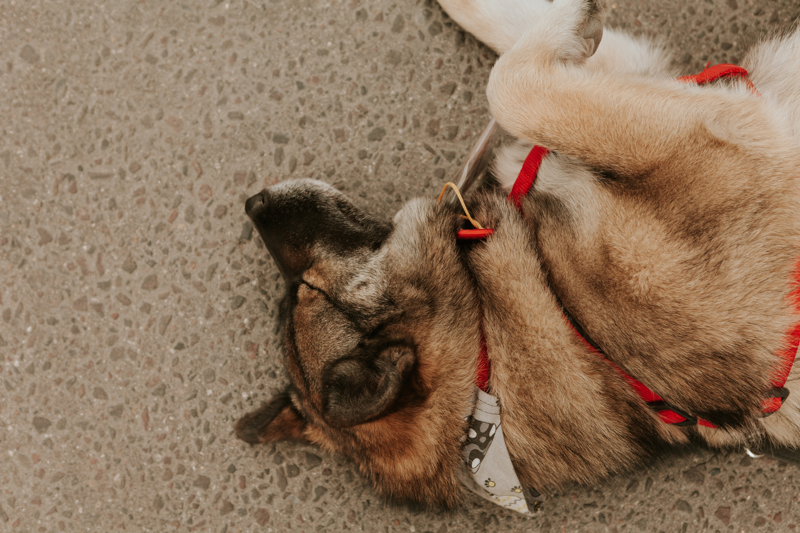 Собаки, которые любят 21.08.2022. Фотограф Николь Фолиянц