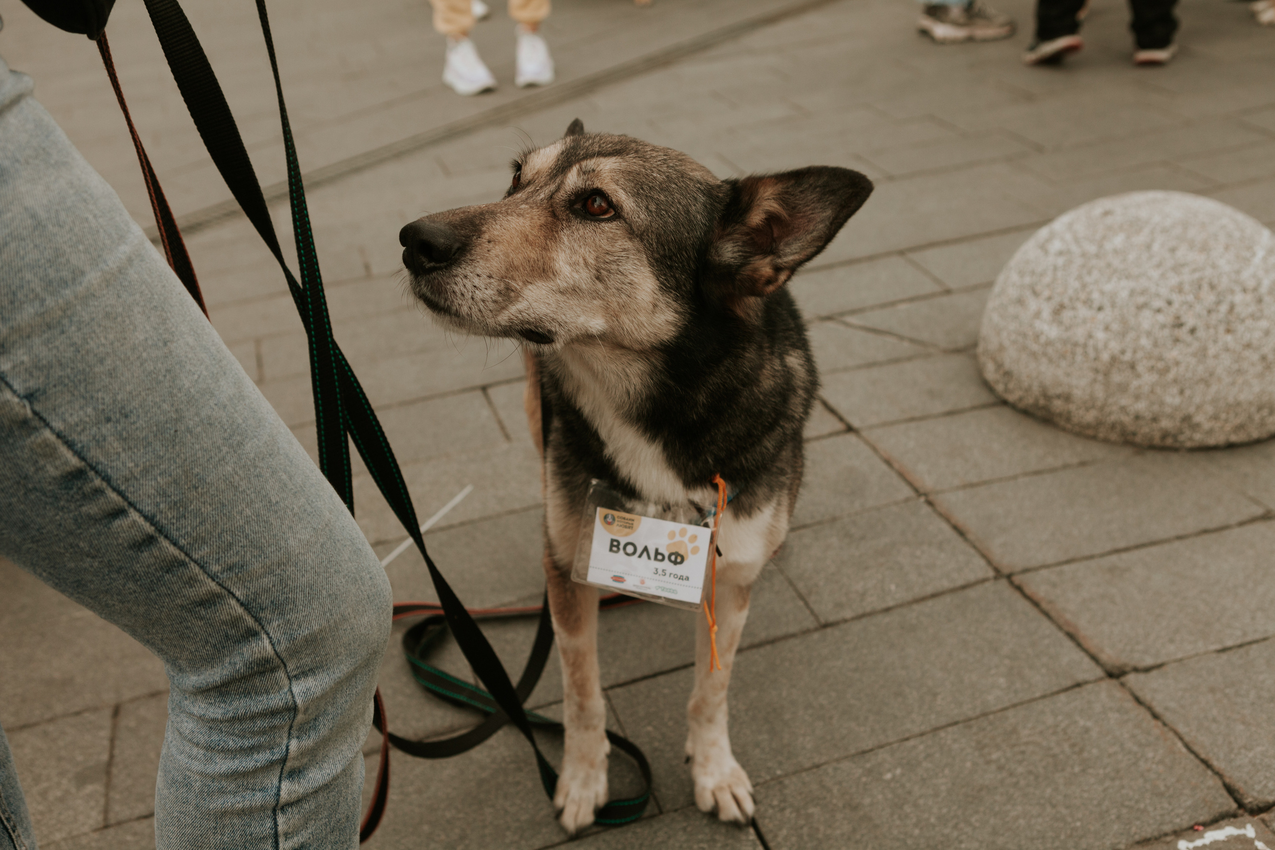 Собаки, которые любят 21.08.2022. Фотограф Николь Фолиянц