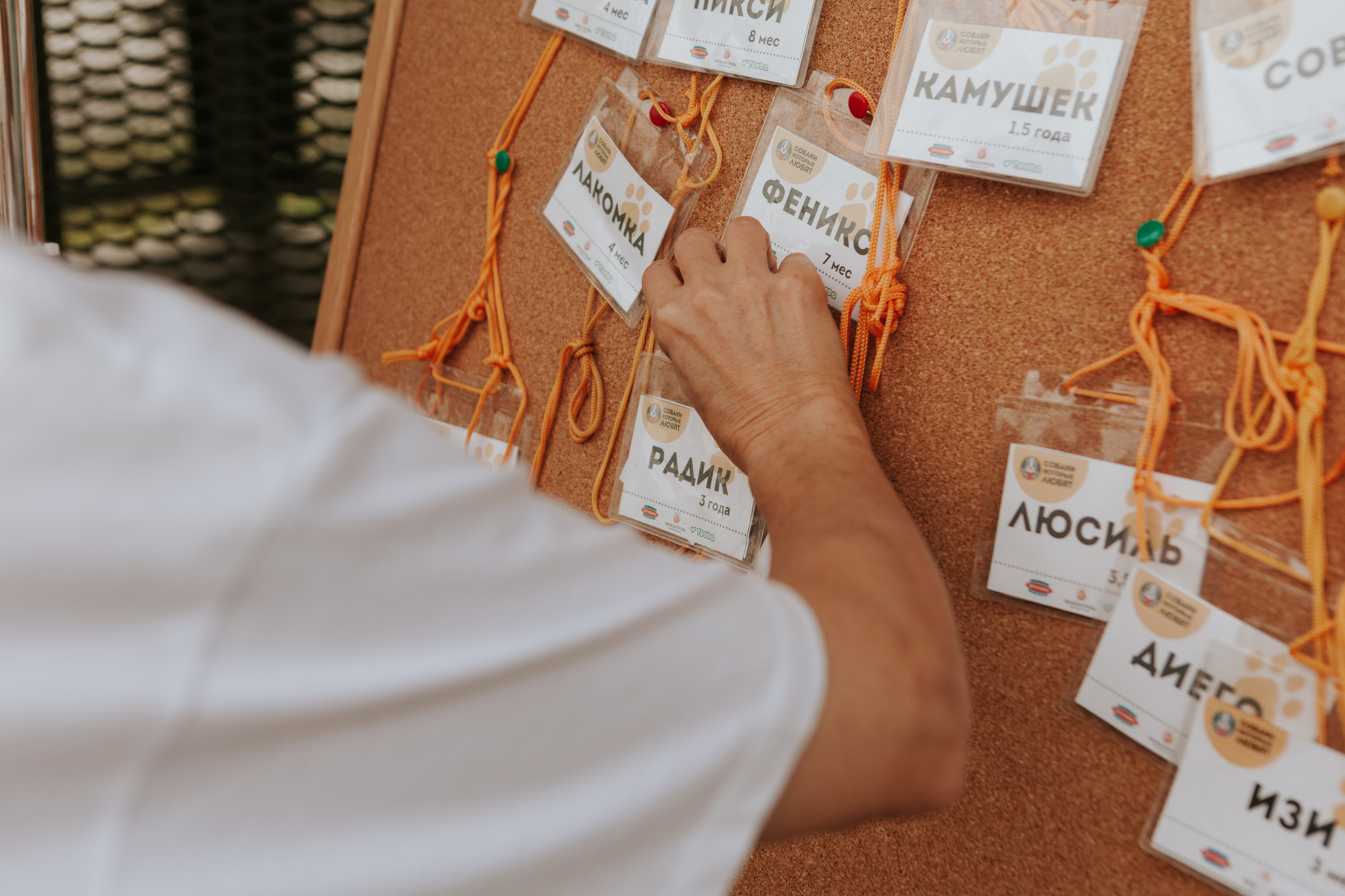 Собаки, которые любят 21.08.2022. Фотограф Николь Фолиянц