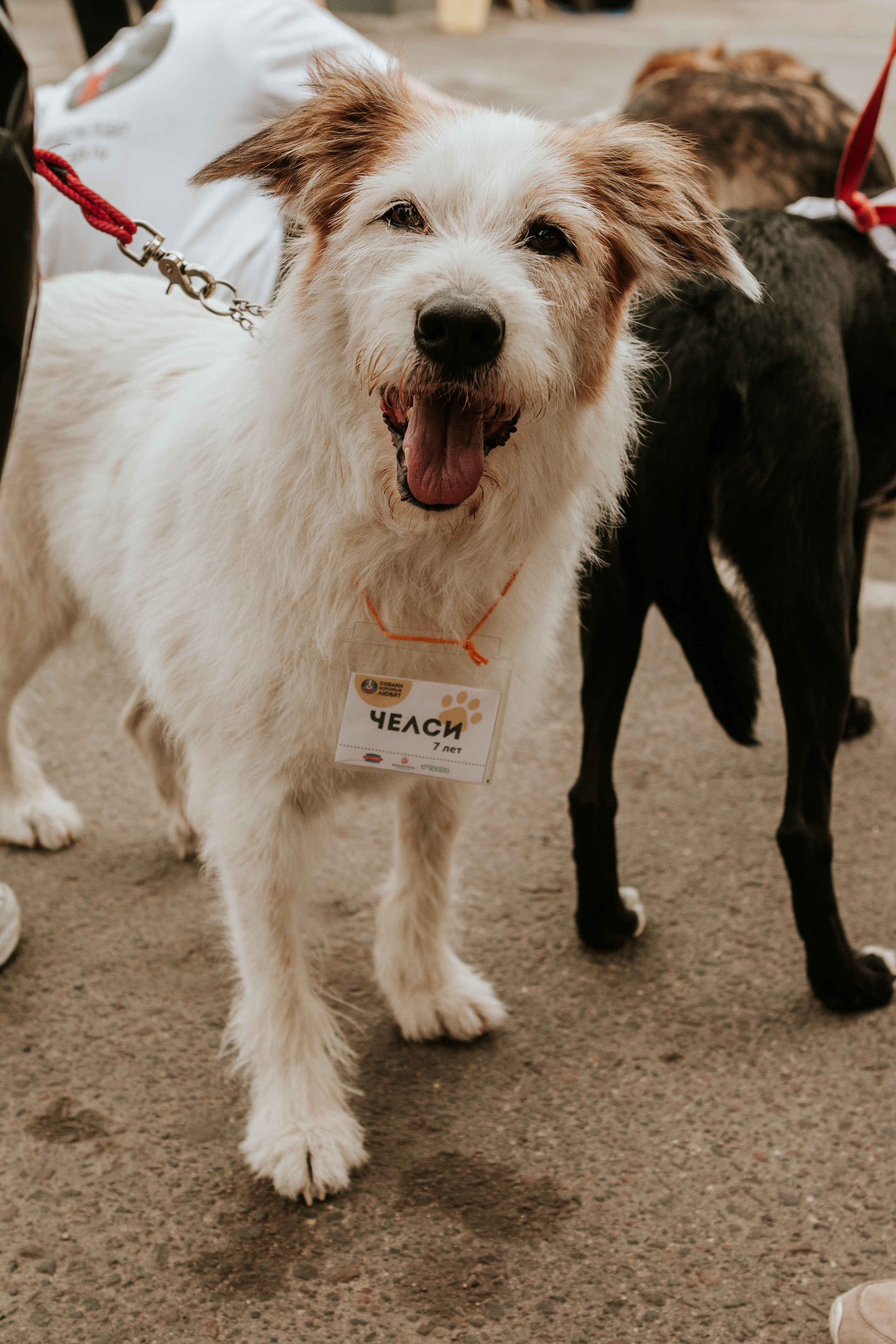 Собаки, которые любят 21.08.2022. Фотограф Николь Фолиянц