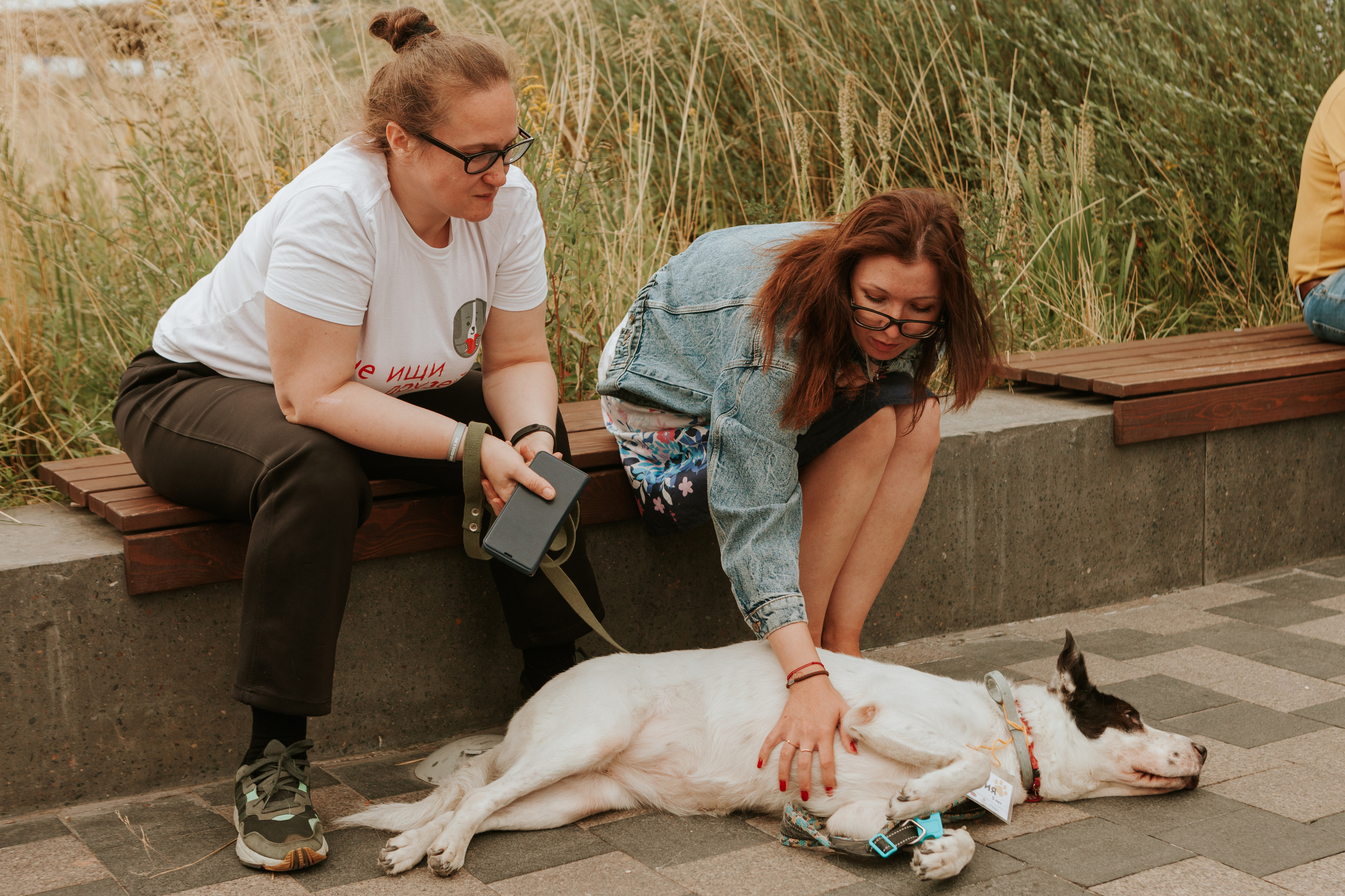 Собаки, которые любят 21.08.2022. Фотограф Николь Фолиянц