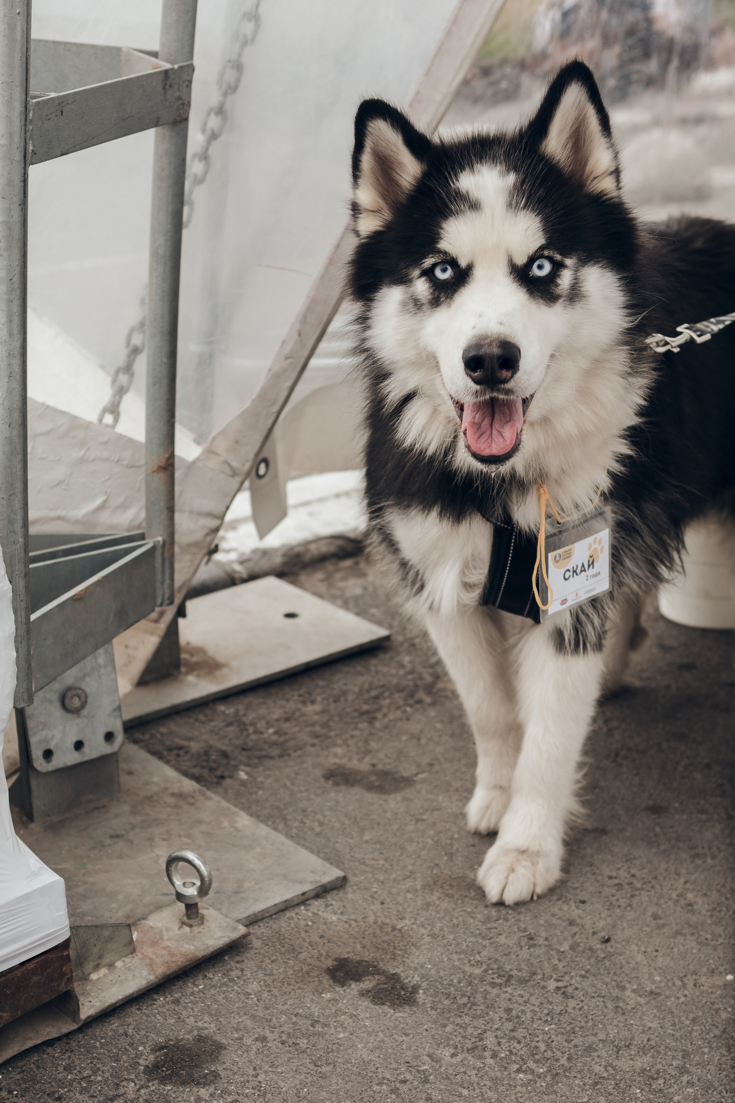 Собаки, которые любят 21.08.2022. Фотограф Николь Фолиянц