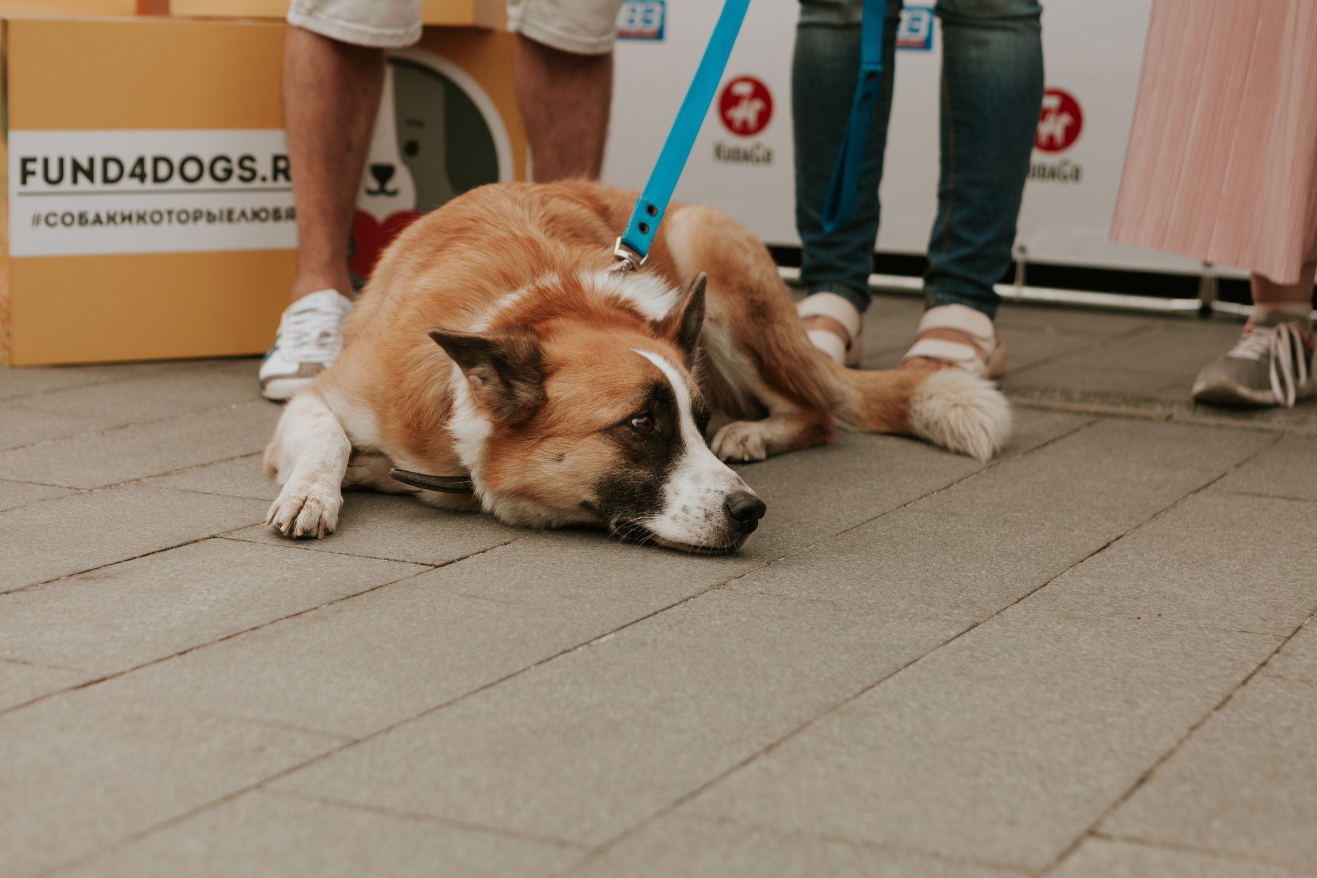 Собаки, которые любят 21.08.2022. Фотограф Николь Фолиянц