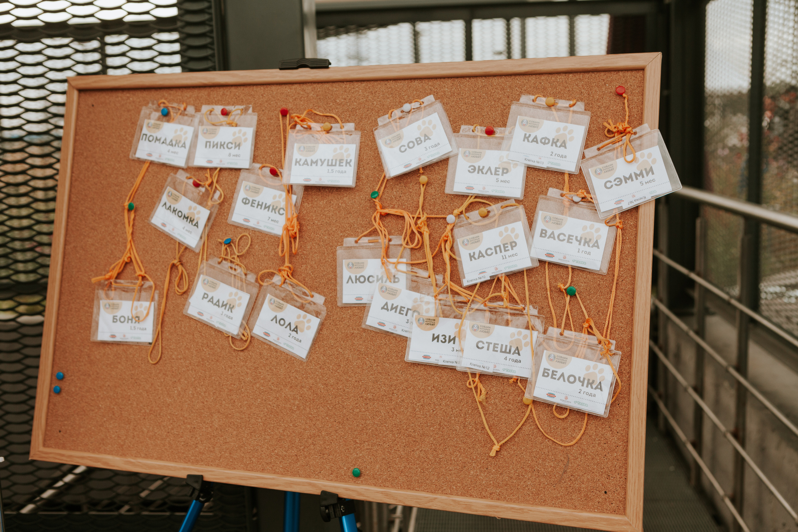 Собаки, которые любят 21.08.2022. Фотограф Николь Фолиянц