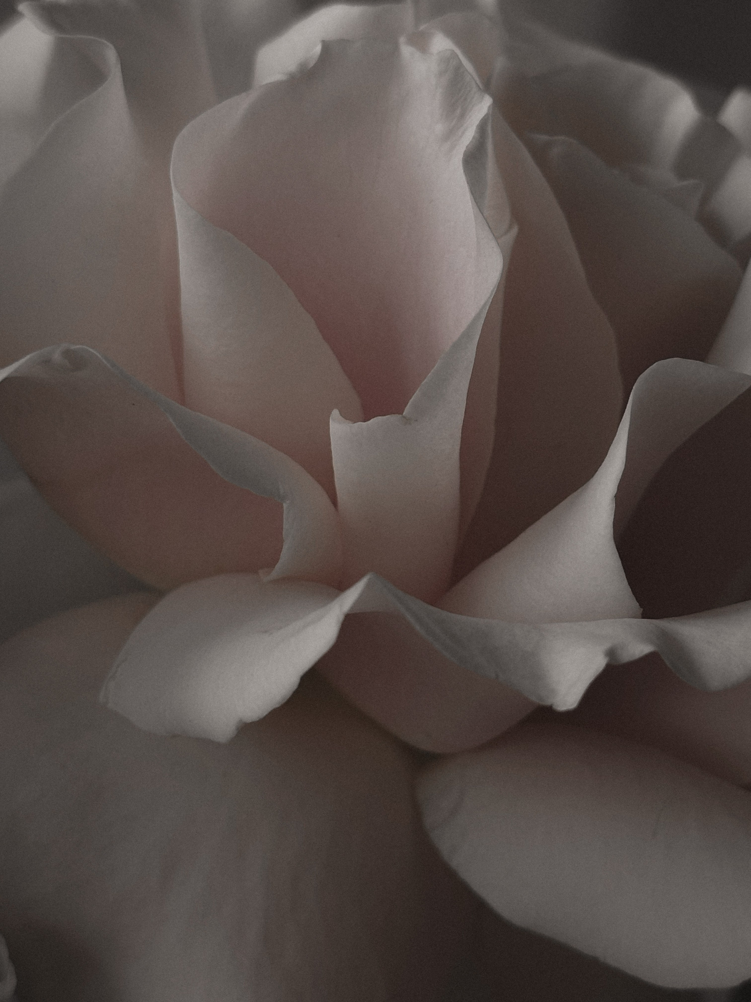 Мобильная съемка. Интерьерный фотограф в Санкт-Петербурге Диана Аносова