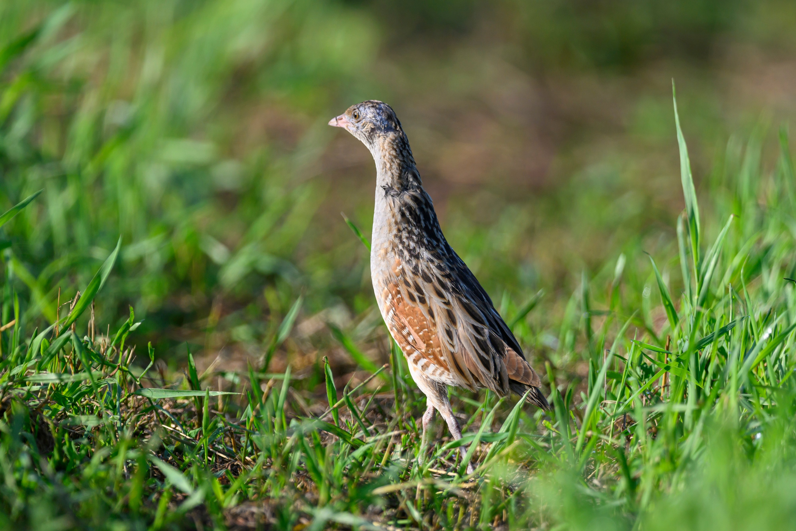 Перепела и коростель. Фотограф Сергей Пупонин