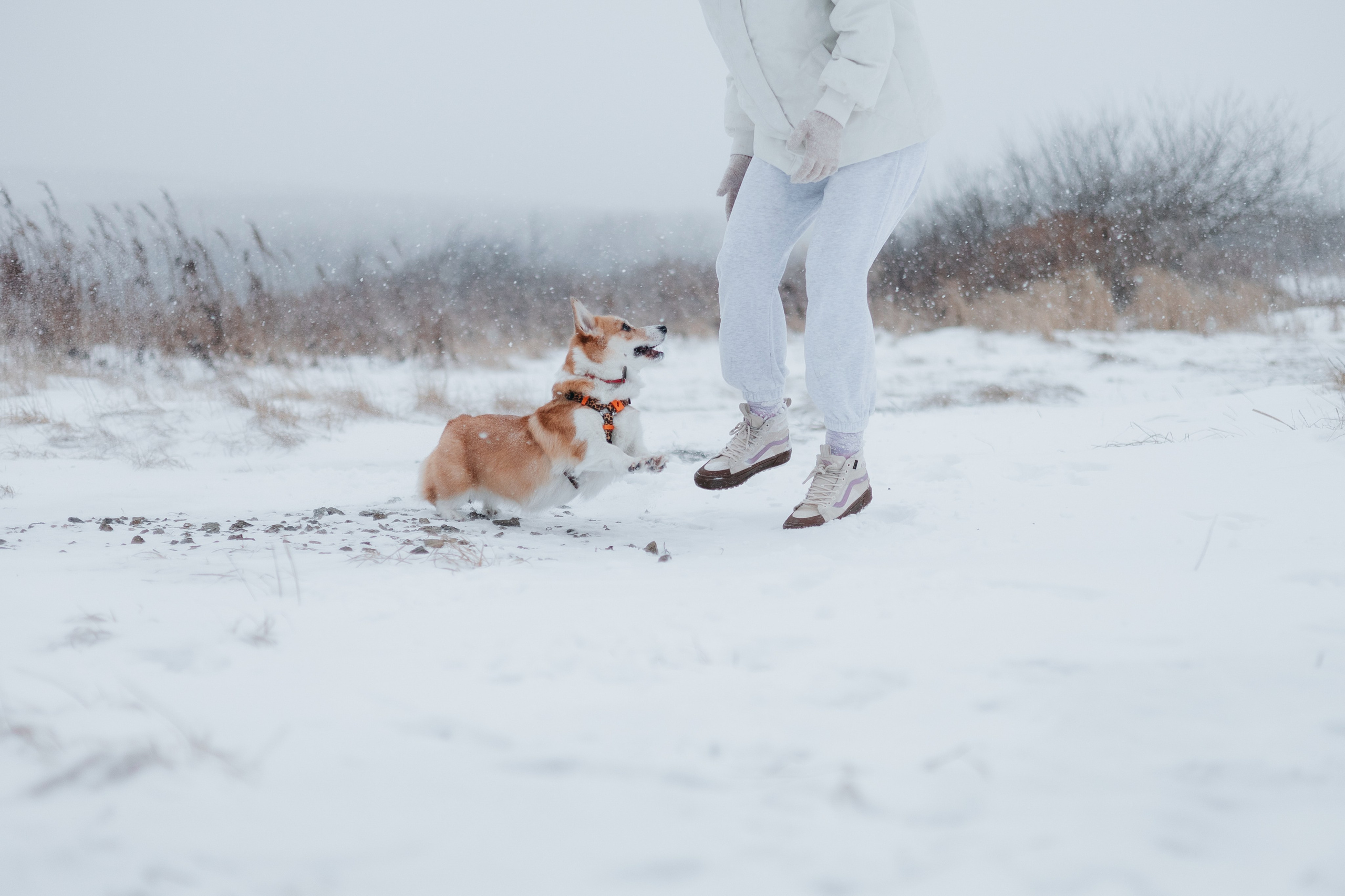 Лена, Лиза и Мия. Фотограф — анималист Владивосток, Алина