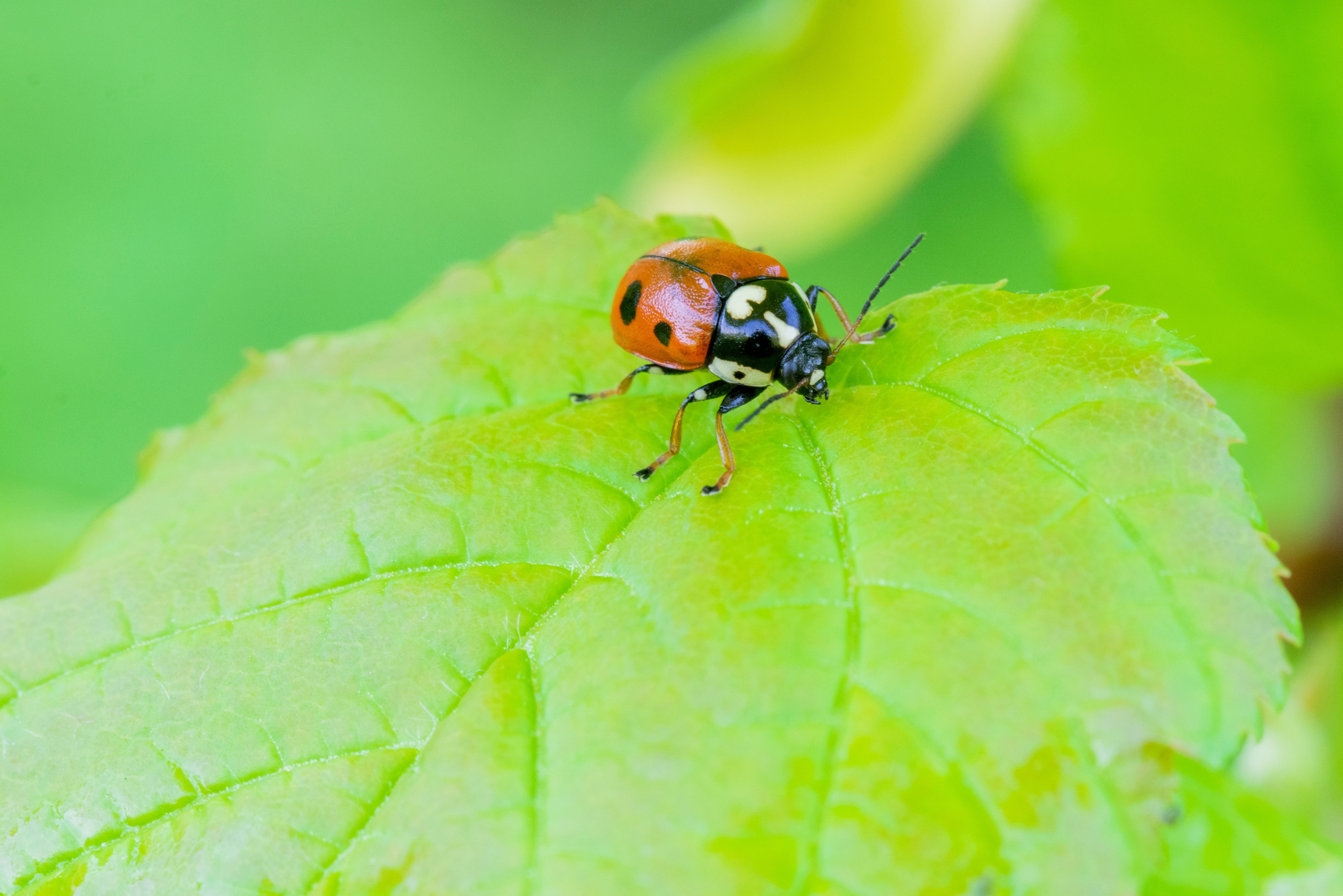 Насекомые. Фотограф Вадим Хмурковский