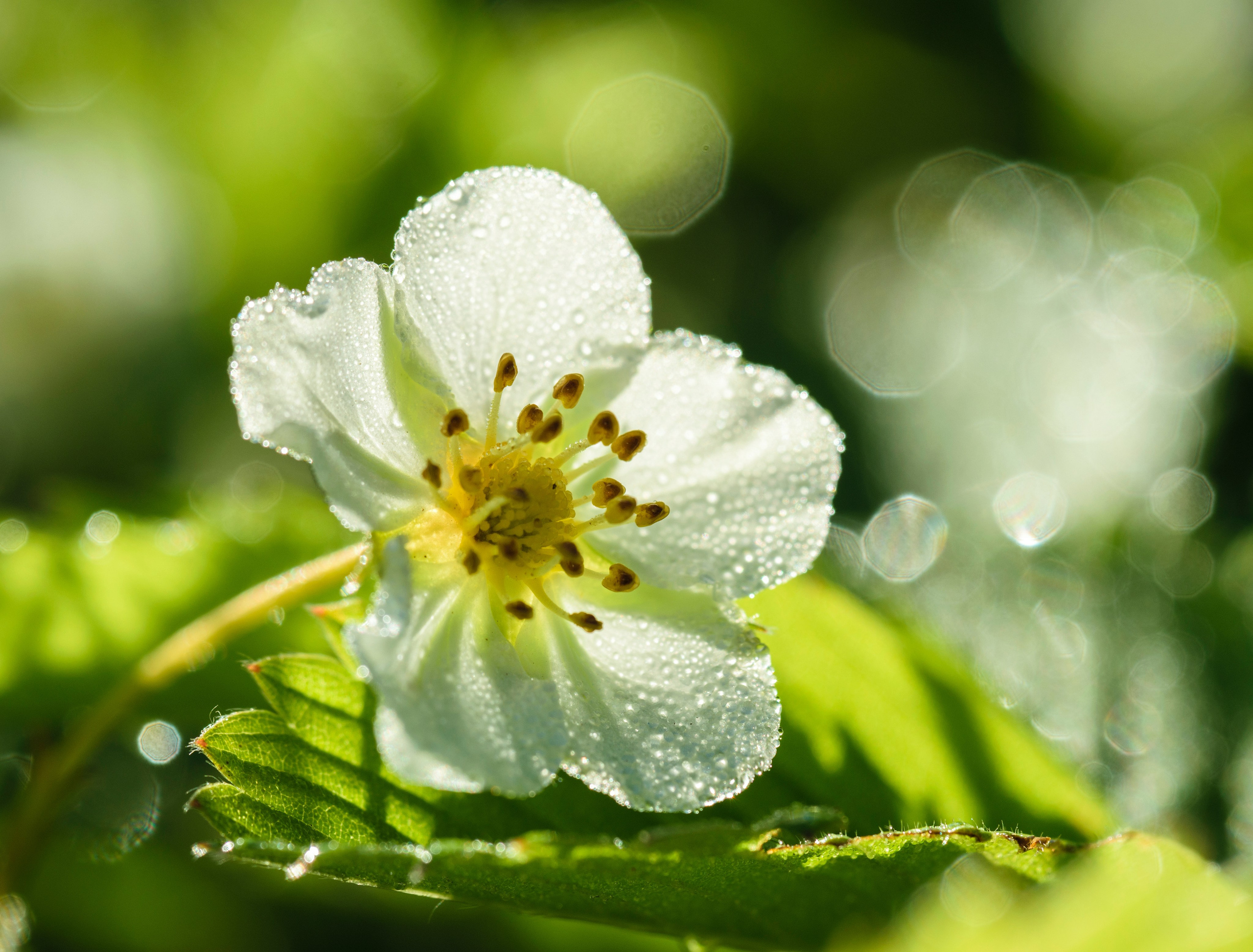 Цветы. Фотограф Вадим Хмурковский