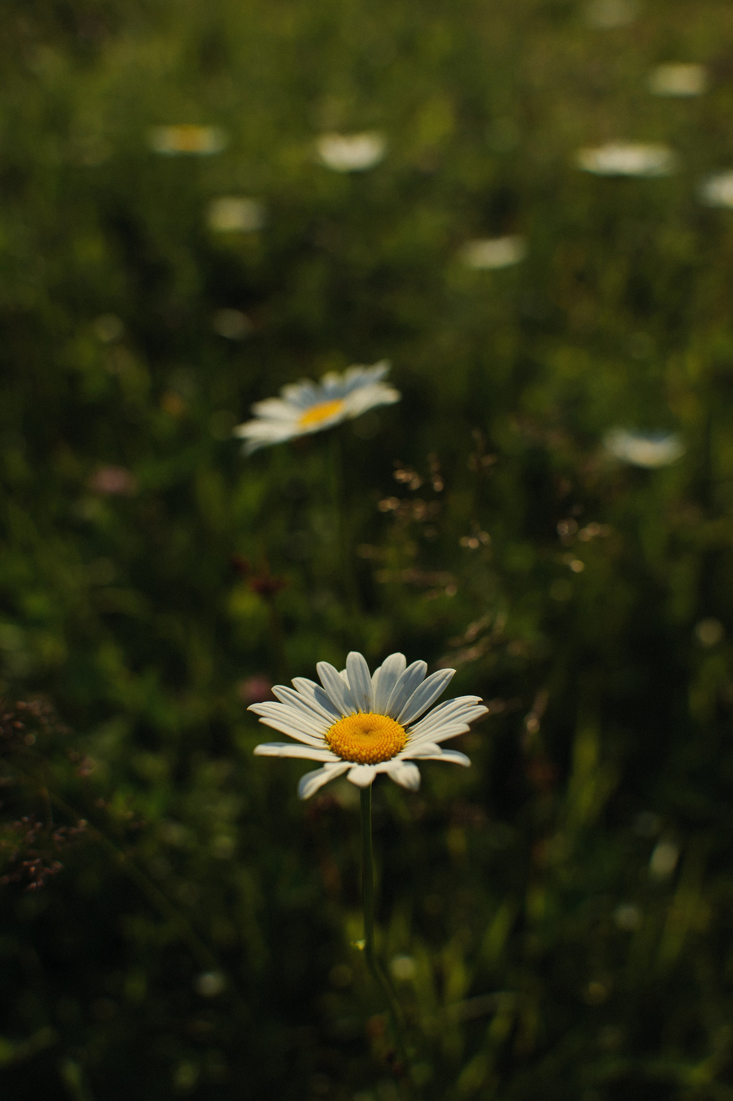 Зульфия+Даша. Фотограф в Екатеринбурге Артём Зайнетдинов
