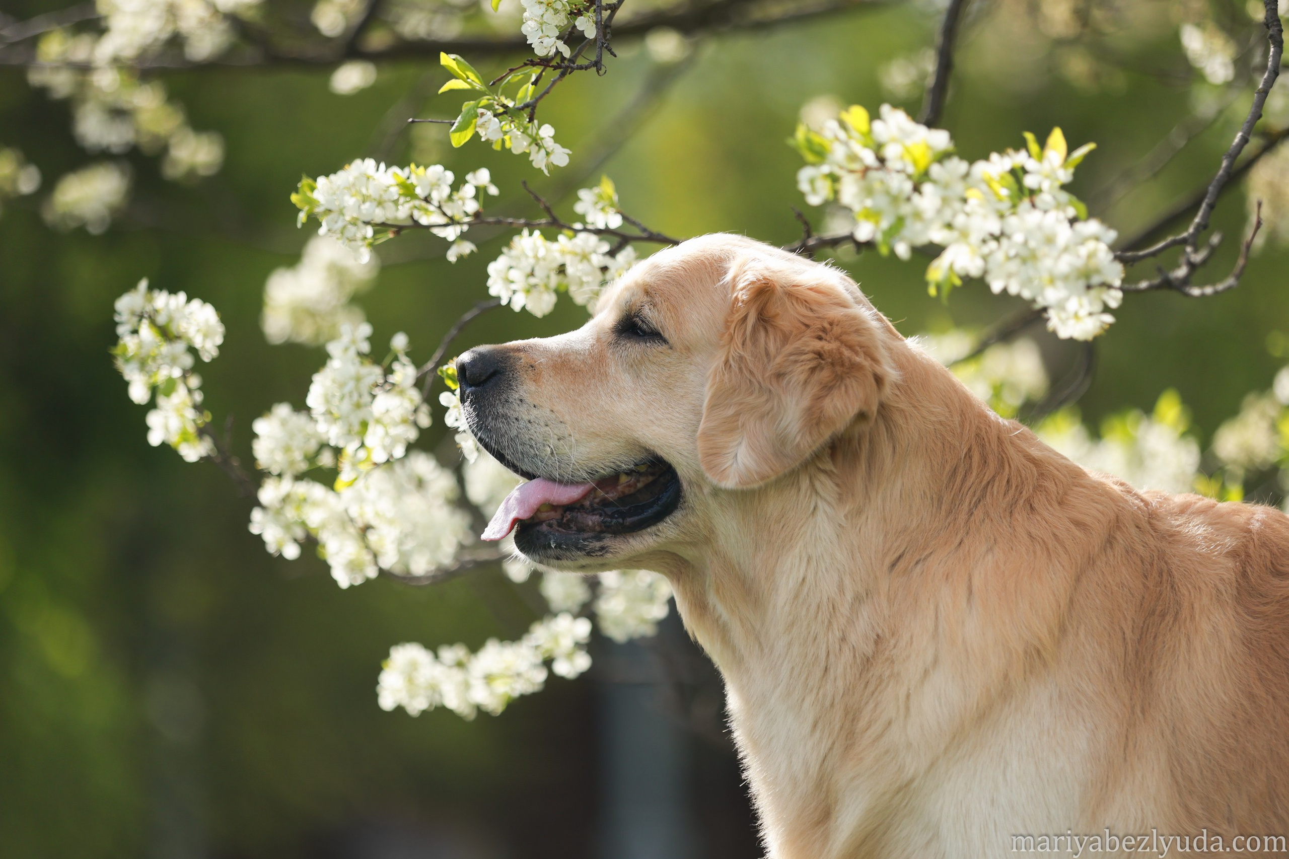 На природе. Семейный и детский фотограф в Москве Мария Быкова