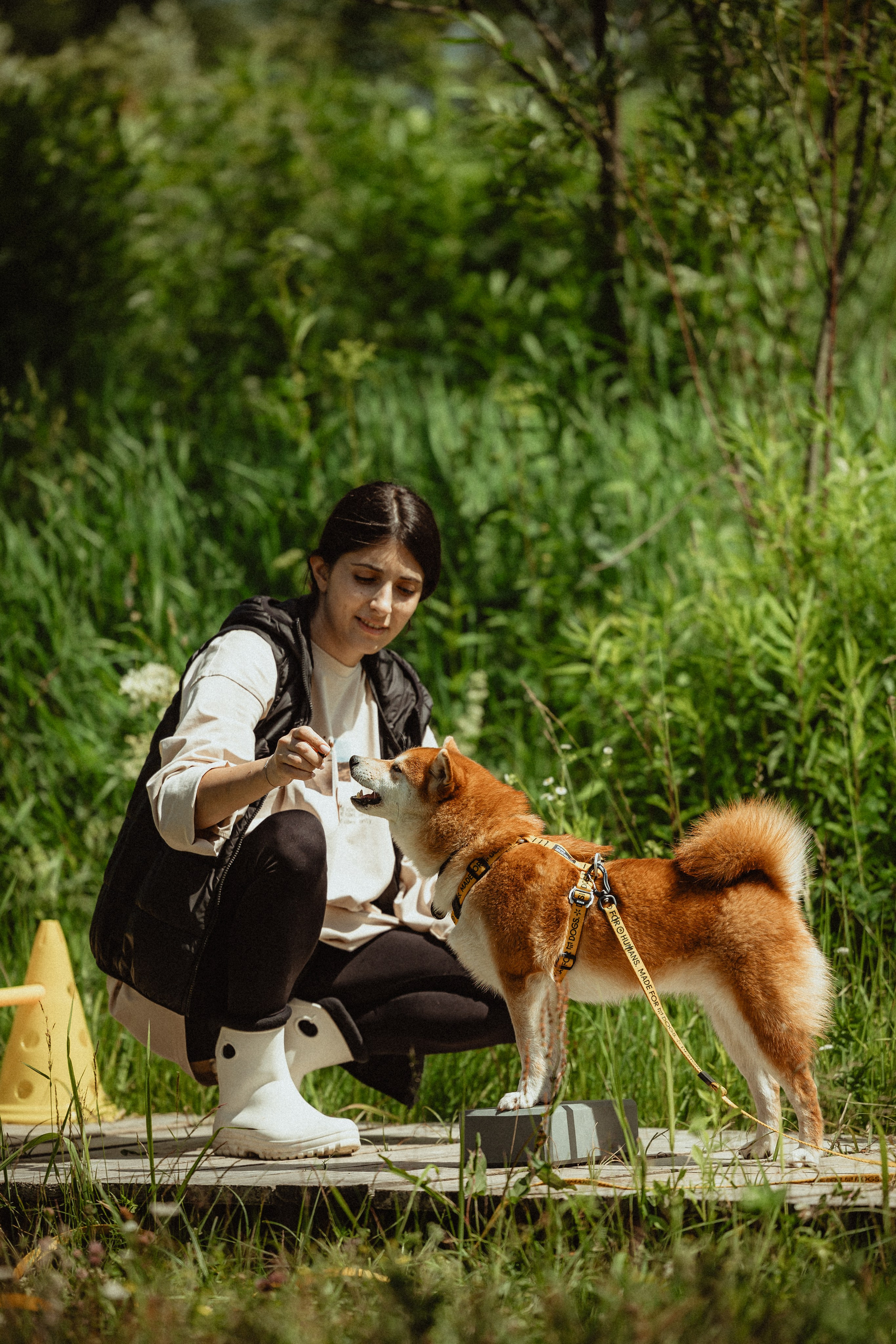 Выездной дог-тренинг от школы «Шерсть имею»