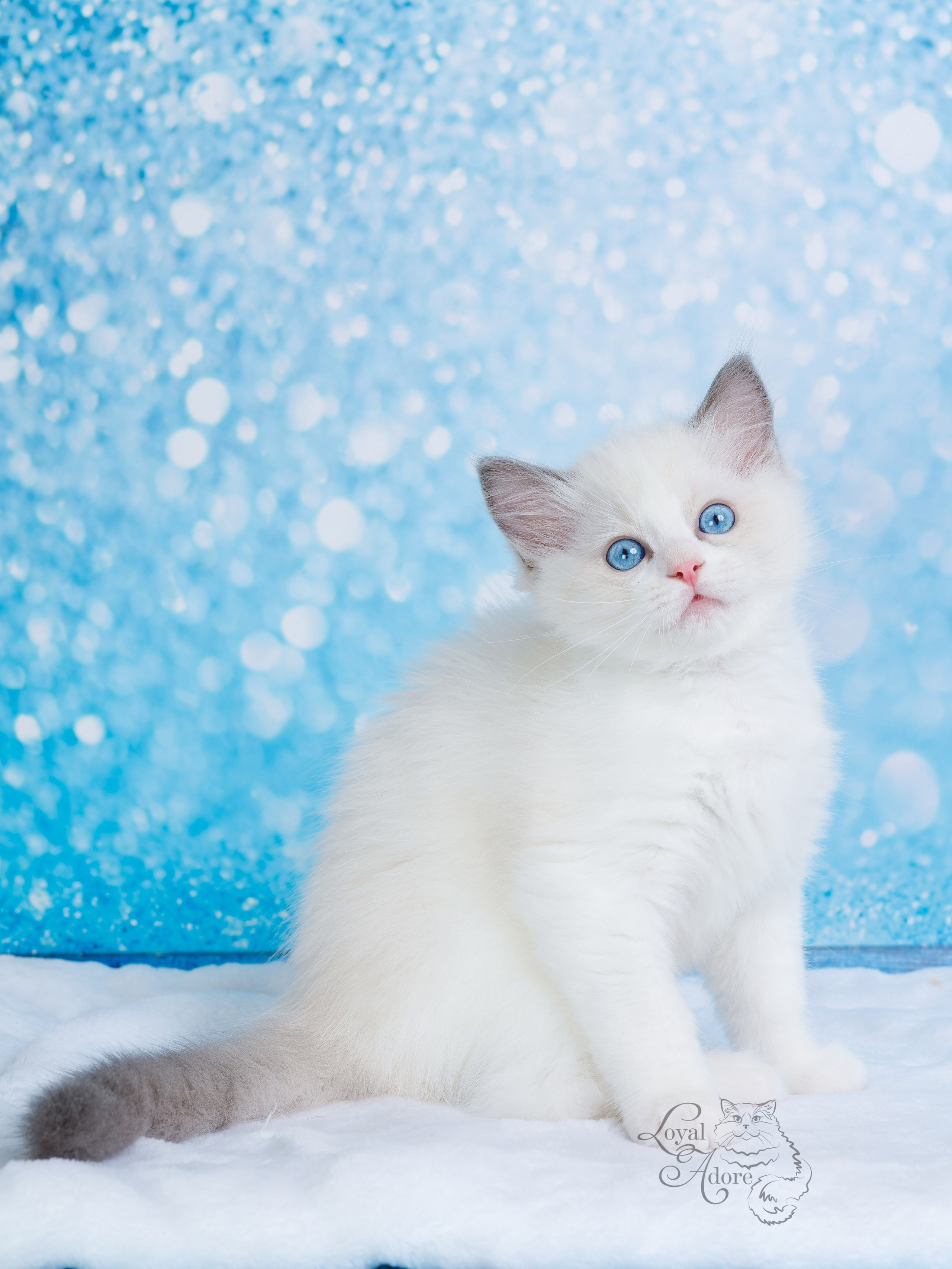 Котята рэгдолл от Loyal Adore. Питомник рэгдолл Loyal Adore