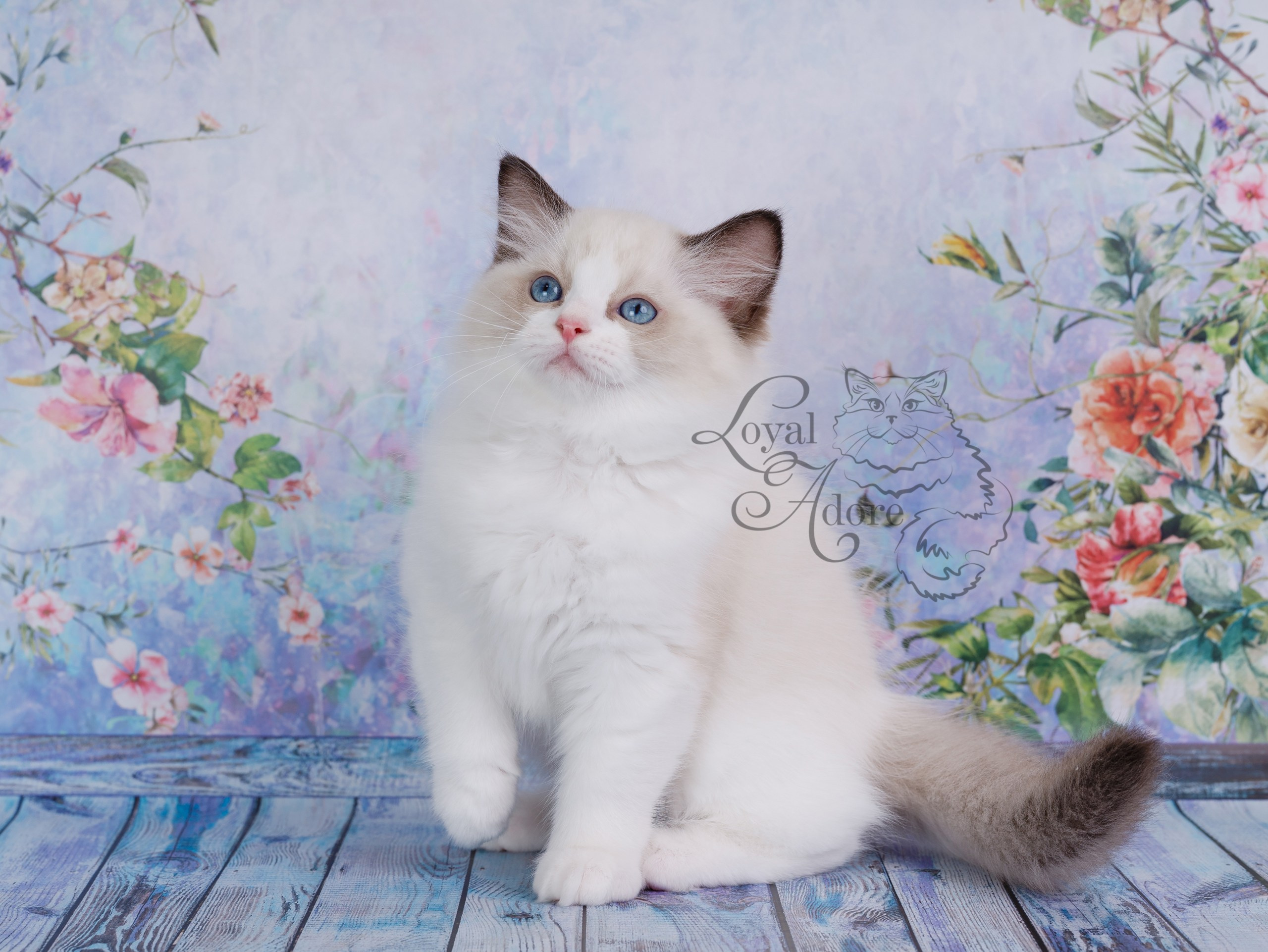 Котята рэгдолл от Loyal Adore. Питомник рэгдолл Loyal Adore