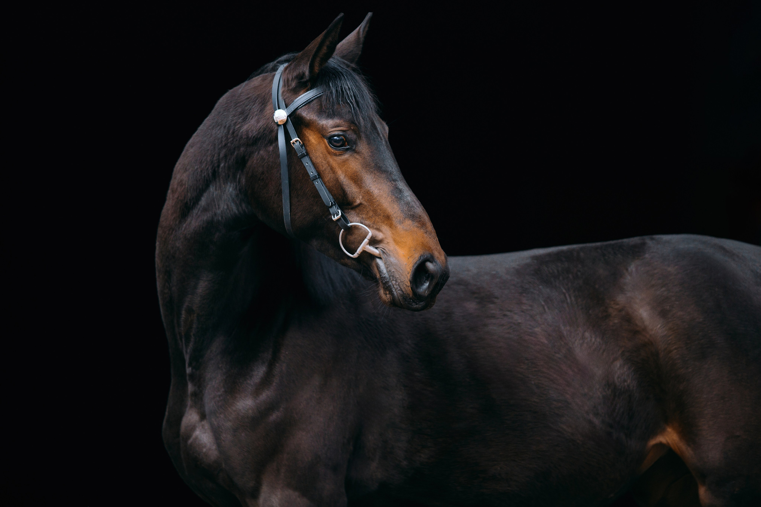 На черном фоне. Фотограф-анималист Ксендзова Кристина