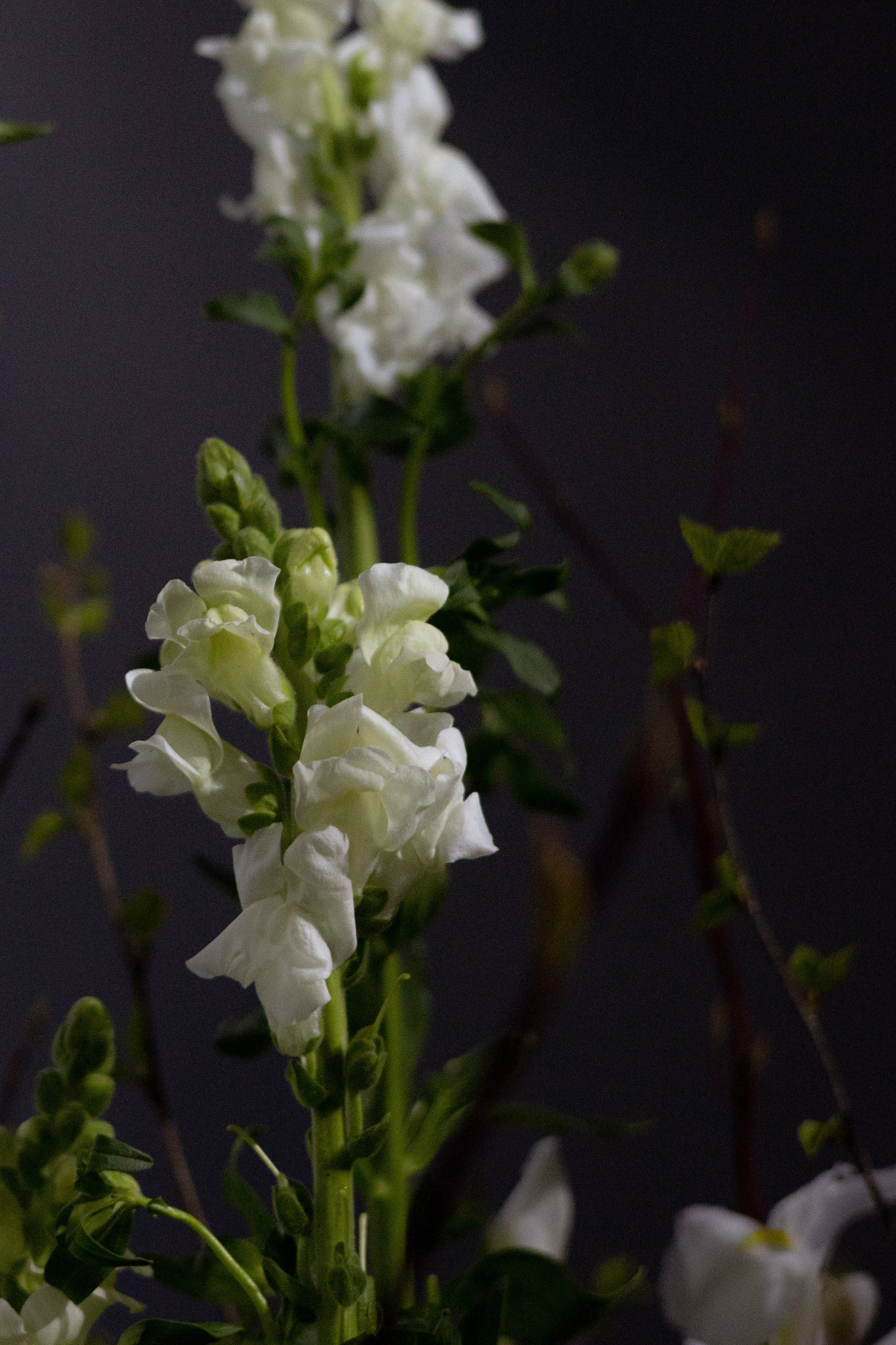 Оформление Отчетного концерта Музыкальной школы Глазунова. Оформление свадеб, декор свадеб Вера Маркова, Москва