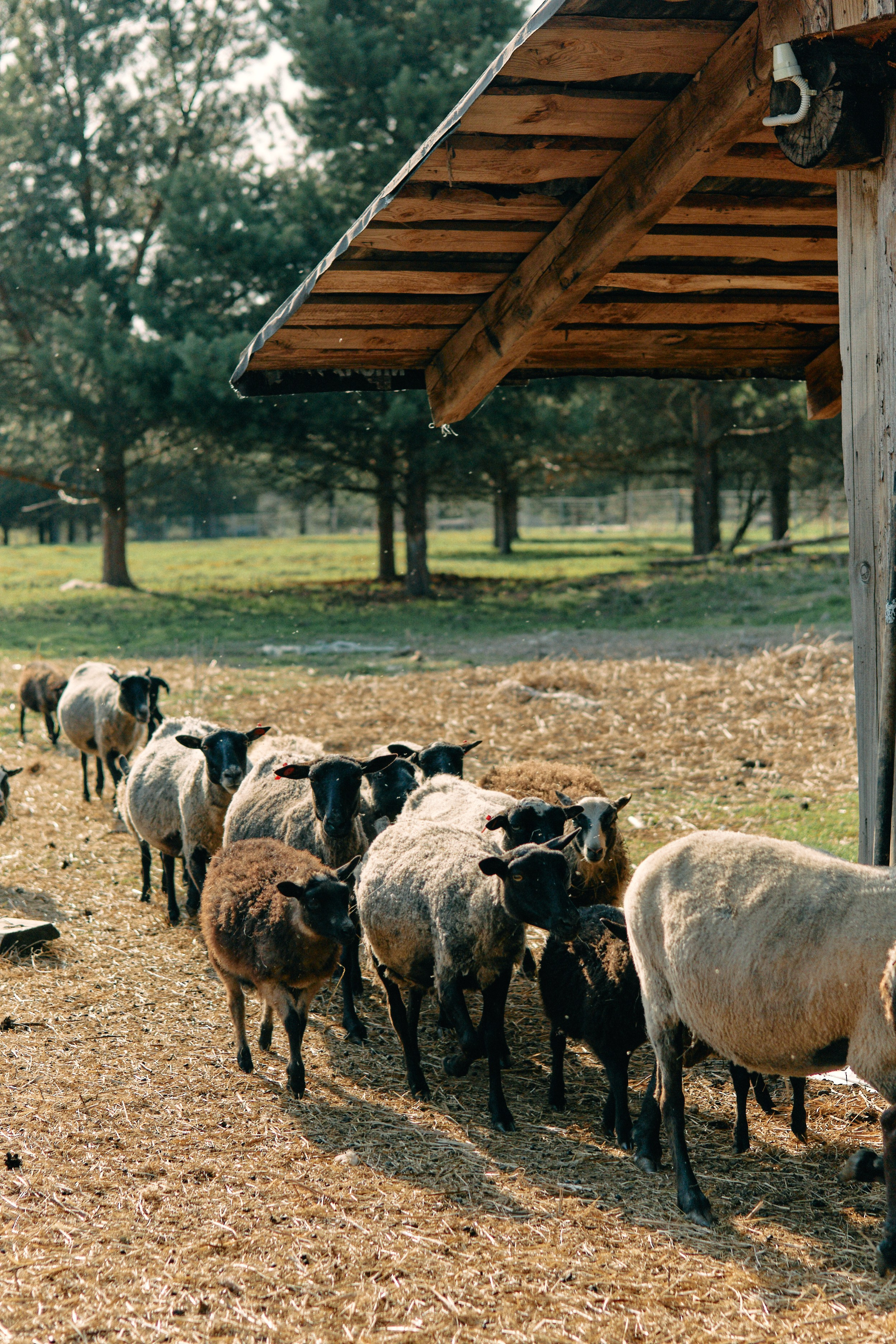 Бутик-отель Поле летом. Профессиональный Фотограф во Владимире, в Москве и в Суздале — Полина Романычева
