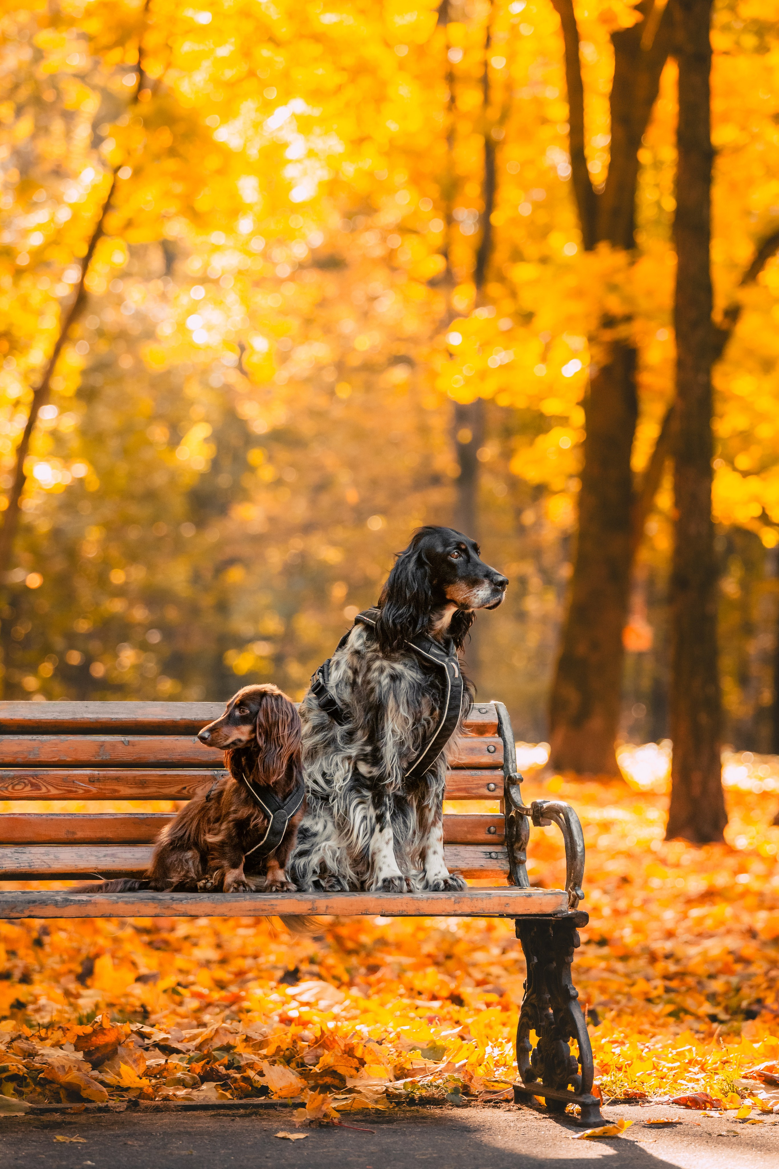 Света, Хайди, Богдана. Фотограф-анималист Татьяна Степанова