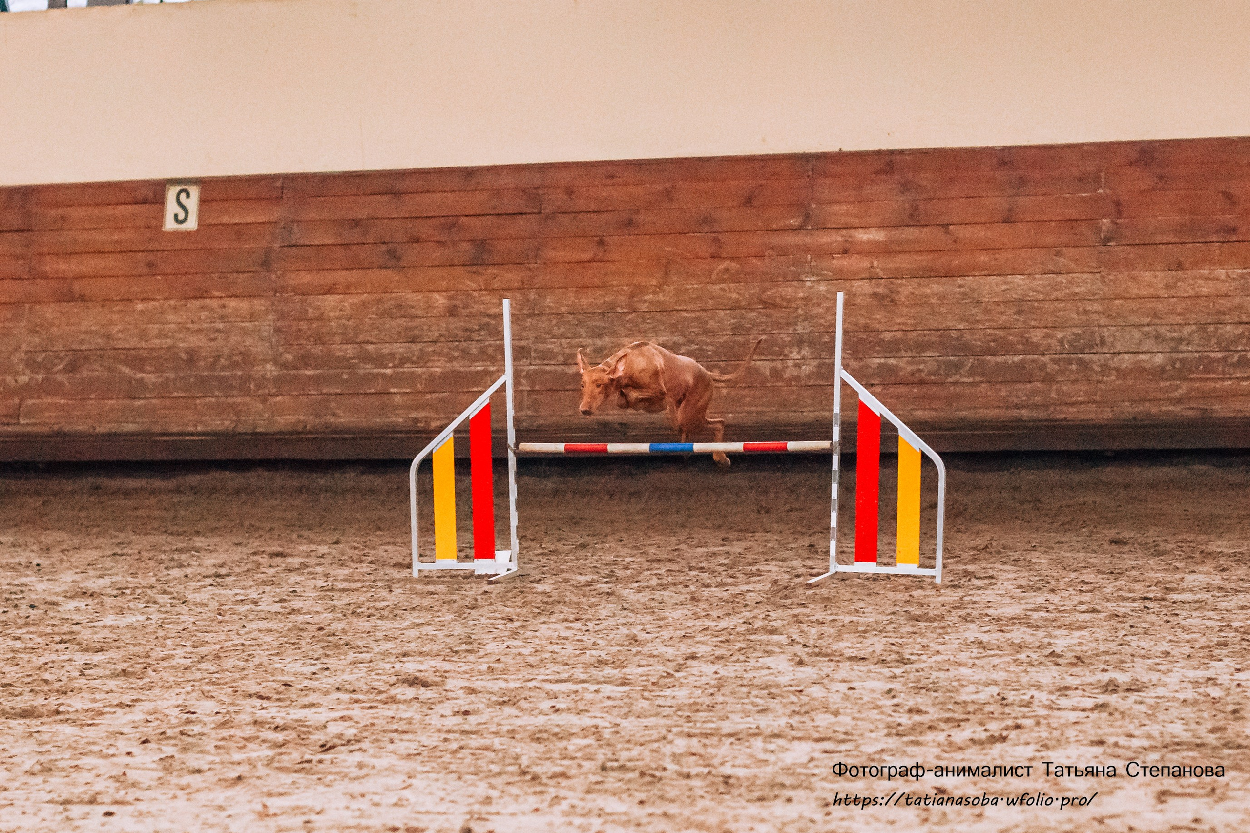 Соревнования по Аджилити 25.02.2024. Фотограф-анималист Татьяна Степанова