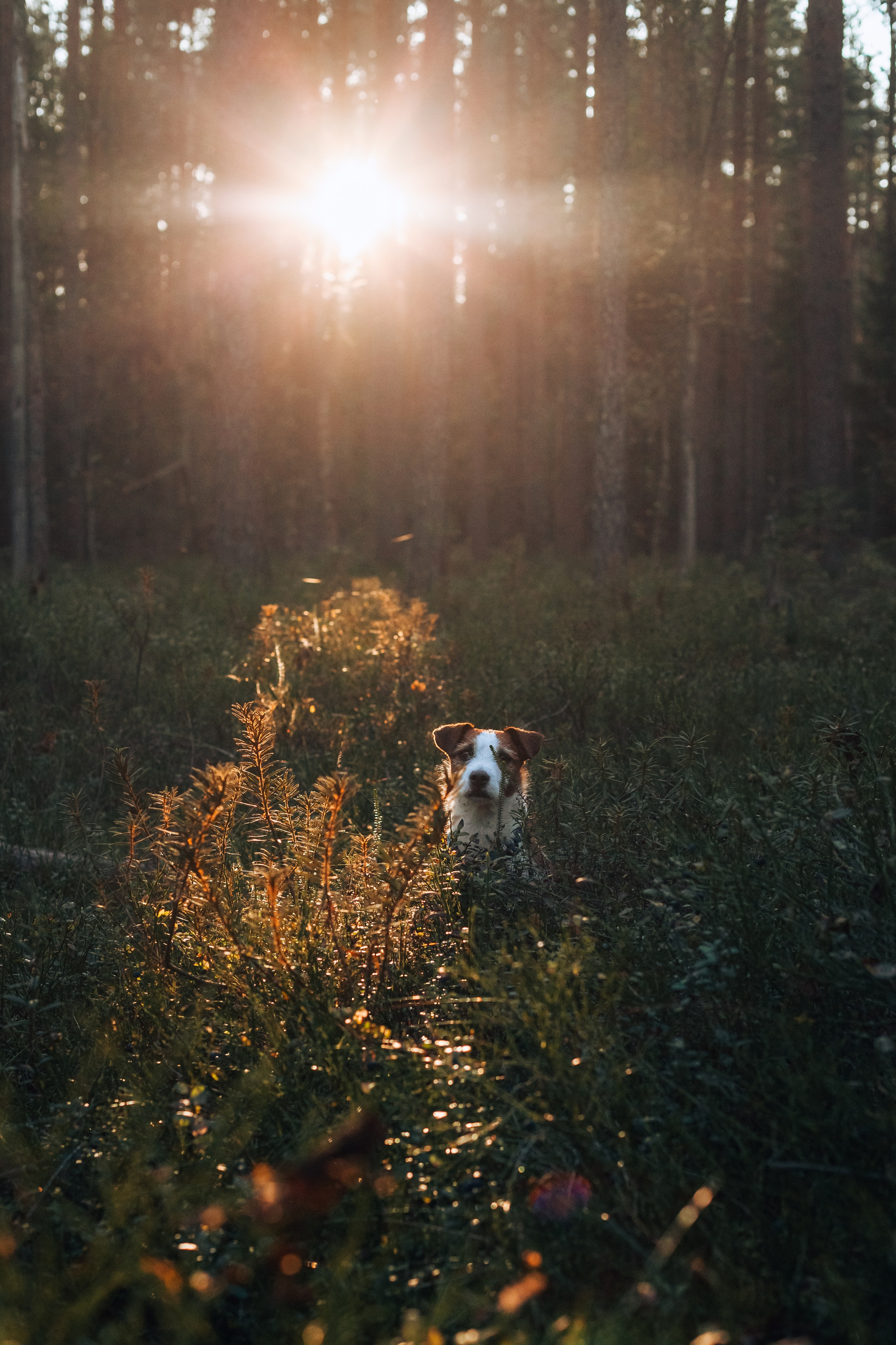 Фотопрогулка в Ленобласти. Фотограф-анималист Татьяна Степанова