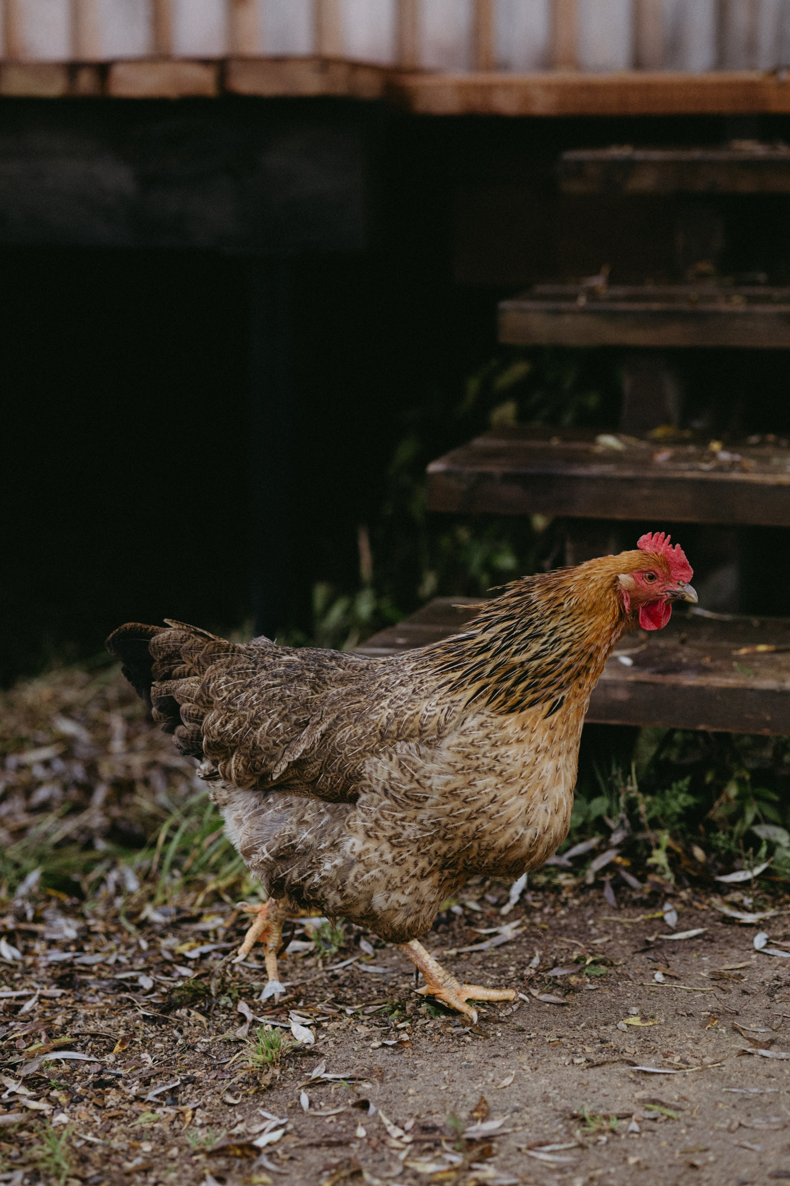 Новые земли. Про любовь