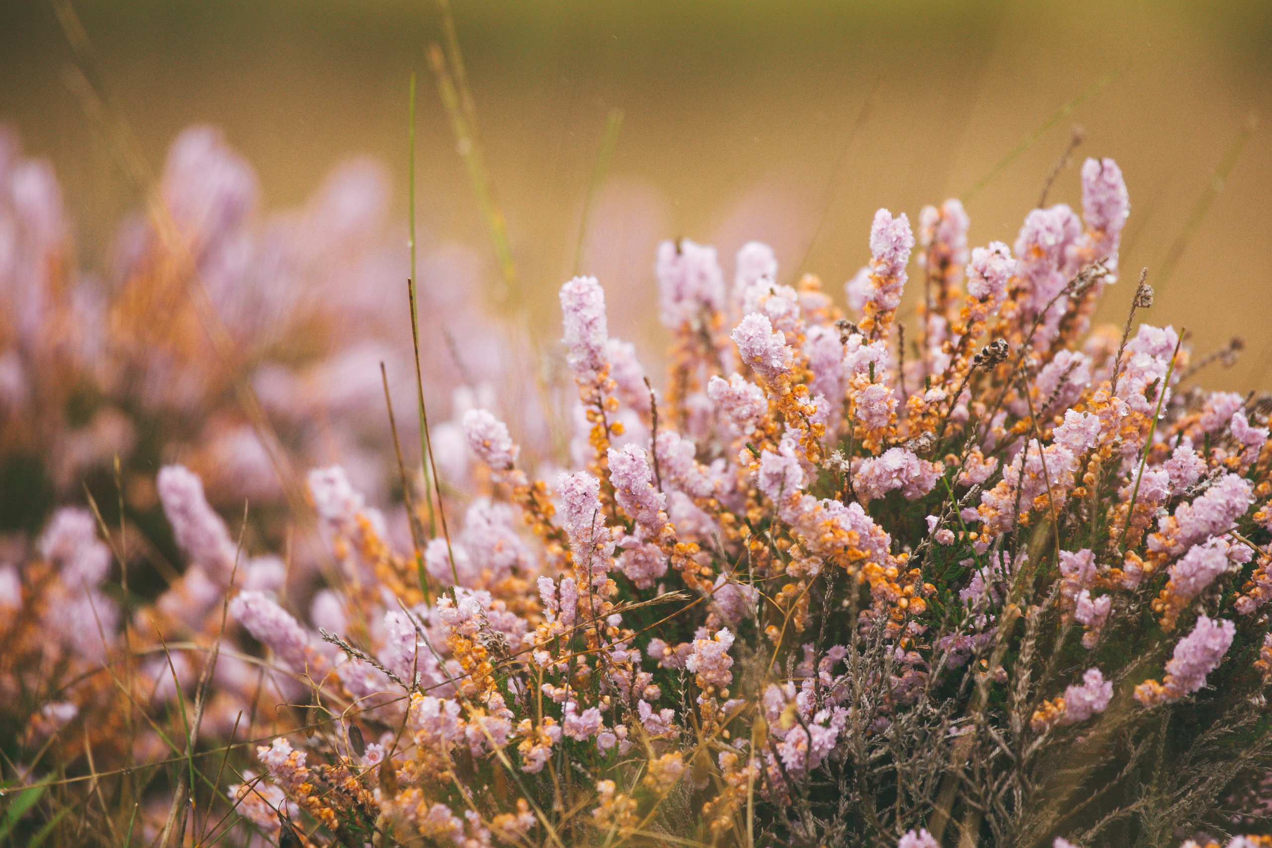 GOLF. Photo/Video Production